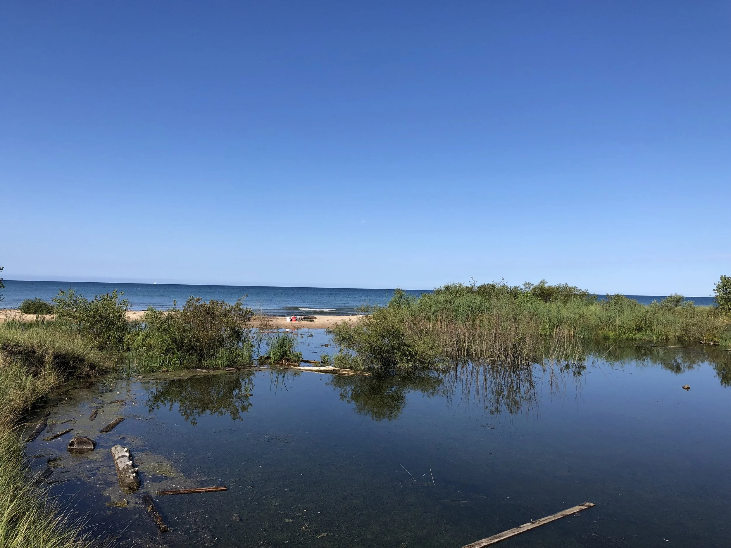 A coastal scene with a clear blue sky, a sandy beach, calm water with some driftwood, and green bushes near the shore.