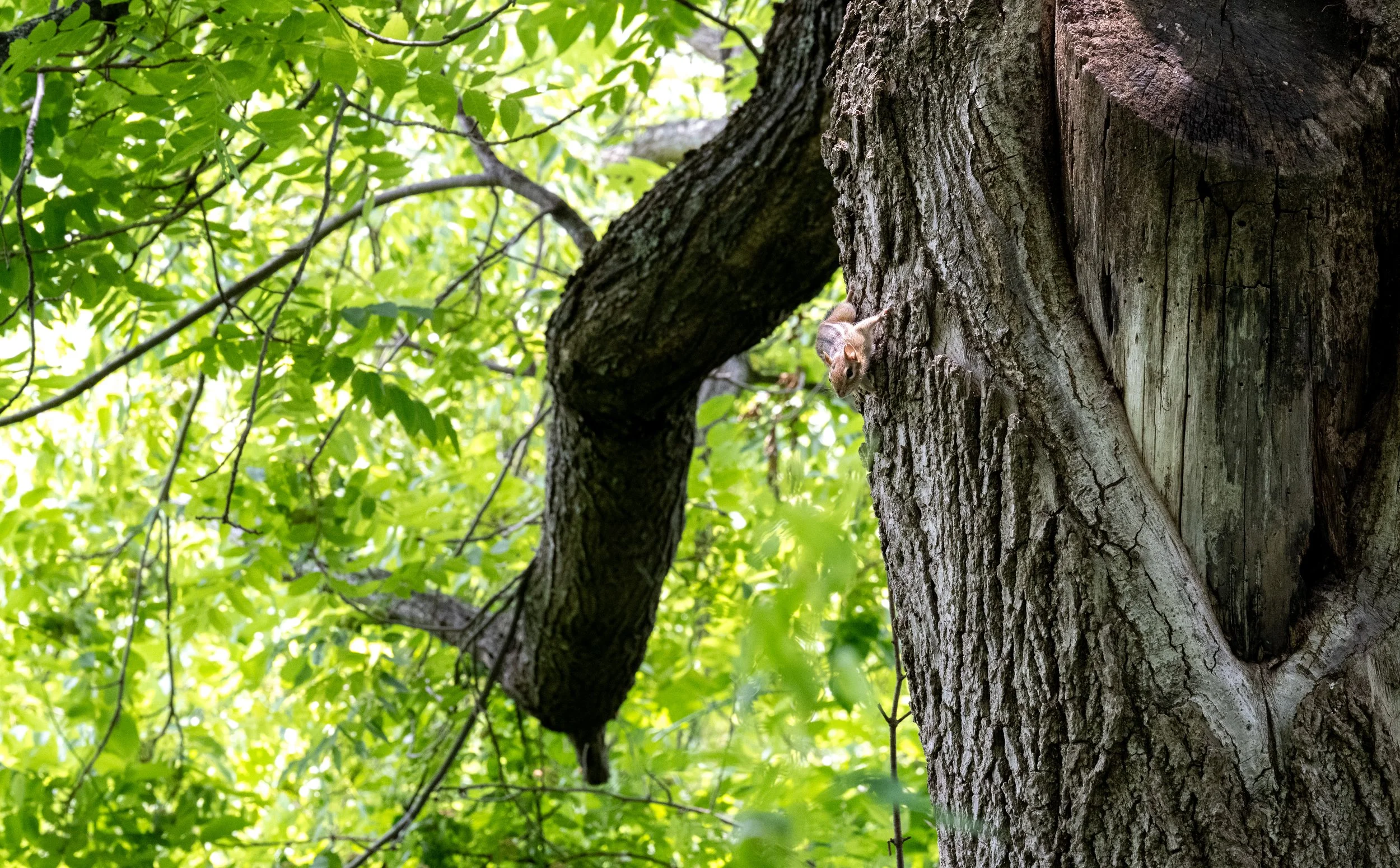 Chipmunk_Tree_Sunlight_Dboing.jpg