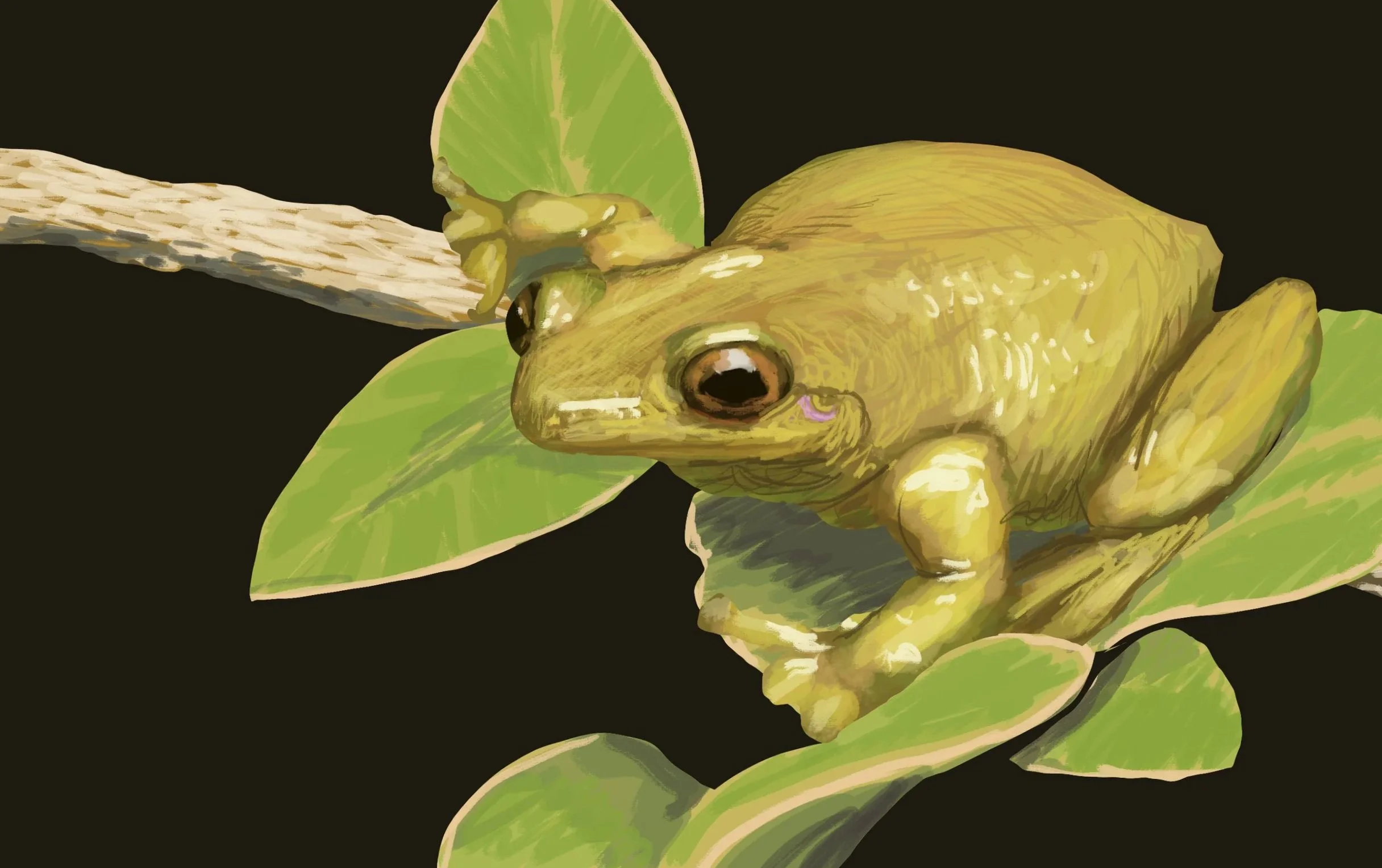 Digital_Illustration_Brazilian_TreeFrog_Dboing.jpg