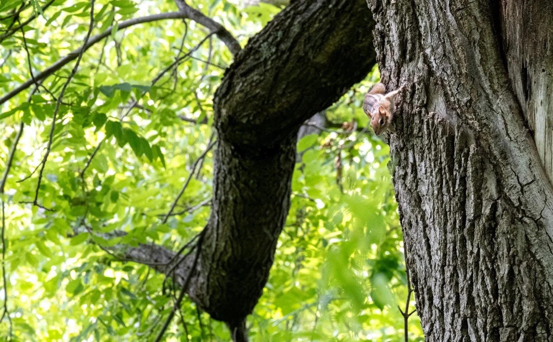 Chipmunk_Tree_Sunlight_Dboing.jpg