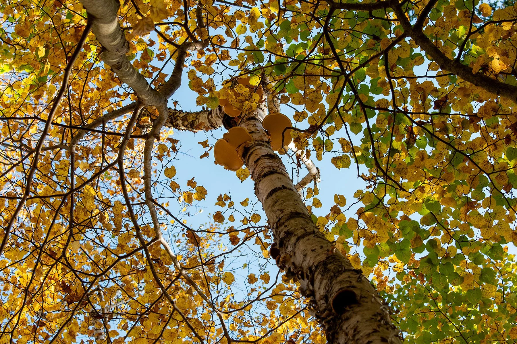 Photo_Fall_Autumn_Birch_Polypore_Dboing.jpg