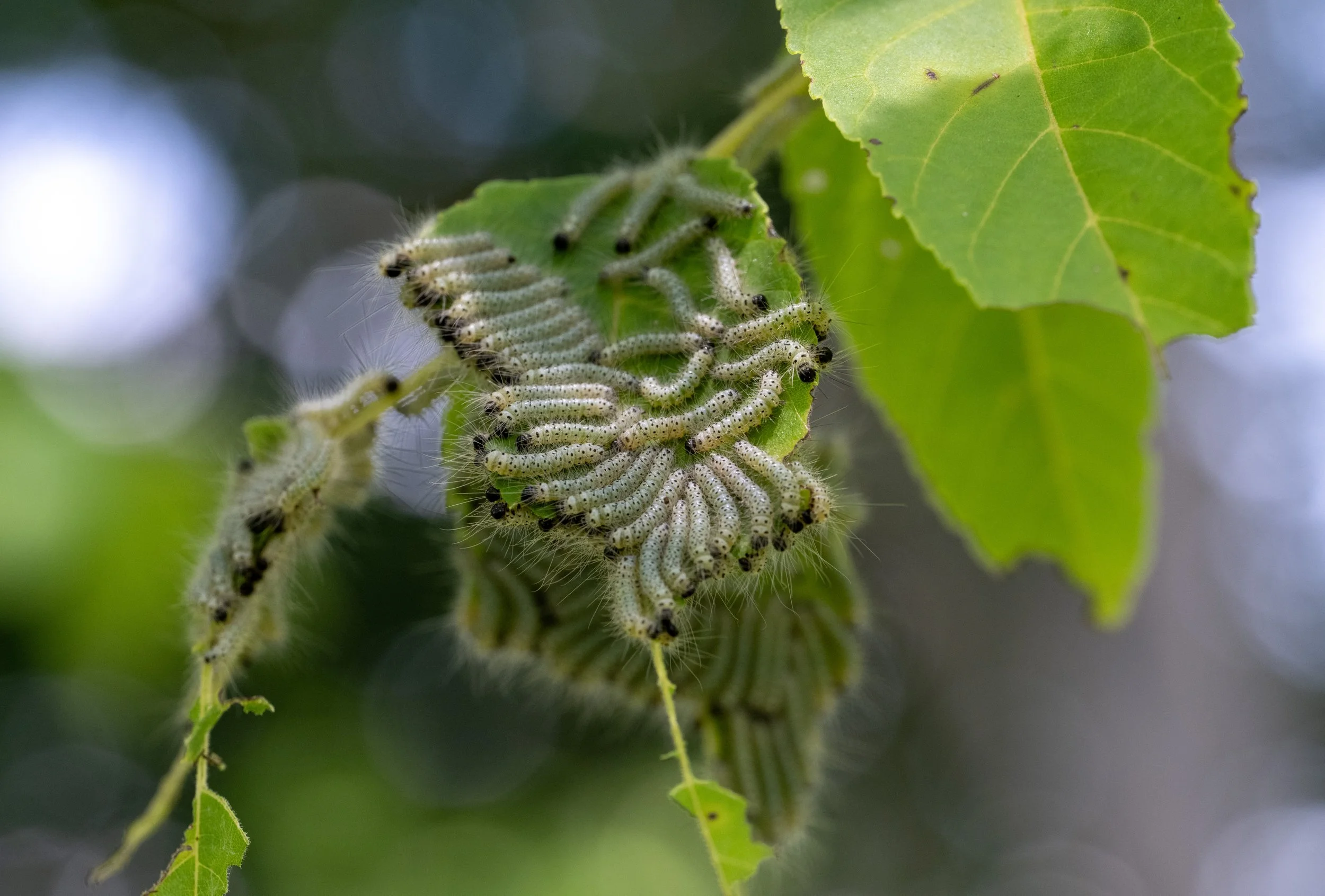 Fall_Webworm_Macro_Dboing.jpg