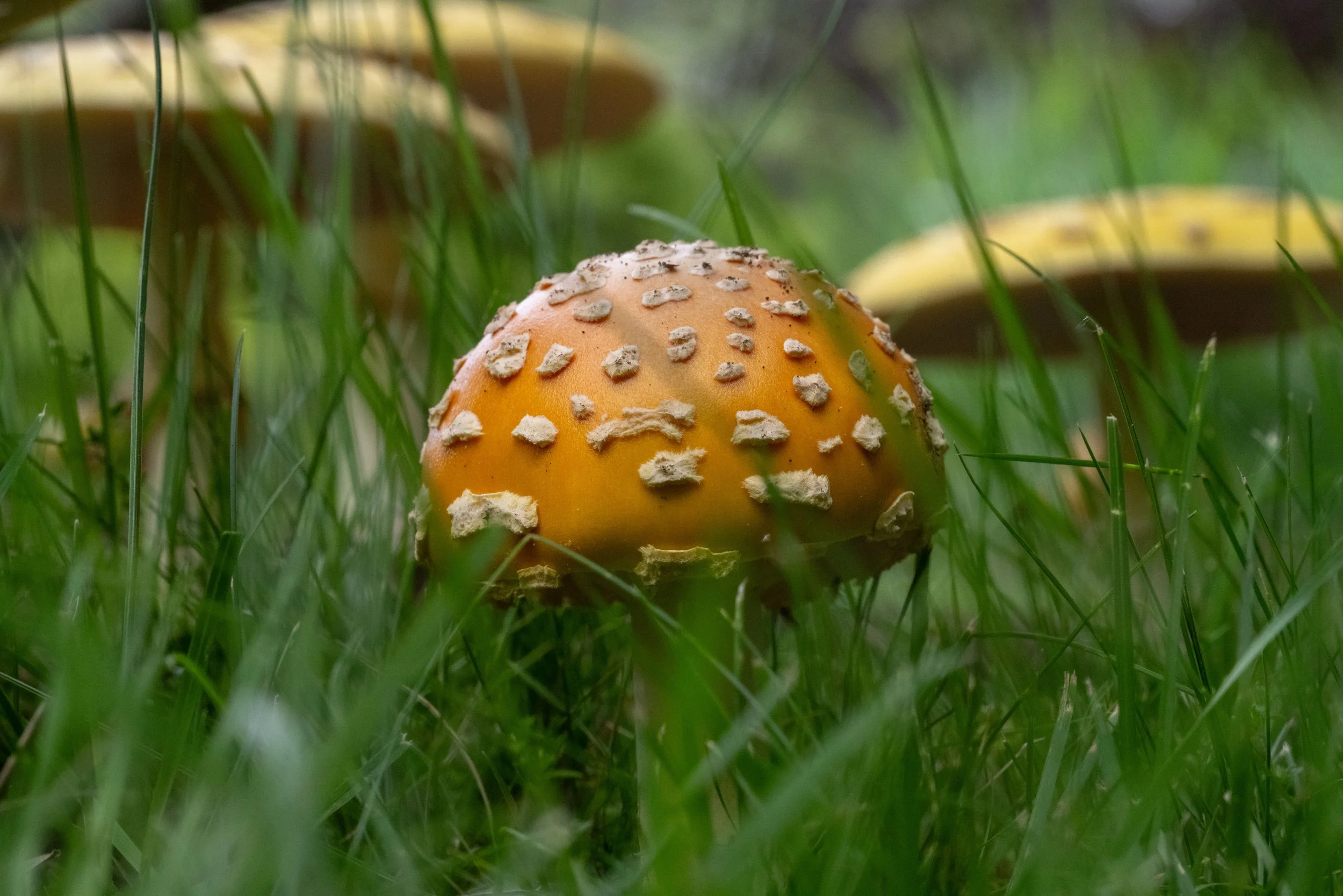 Hamburger.jpg