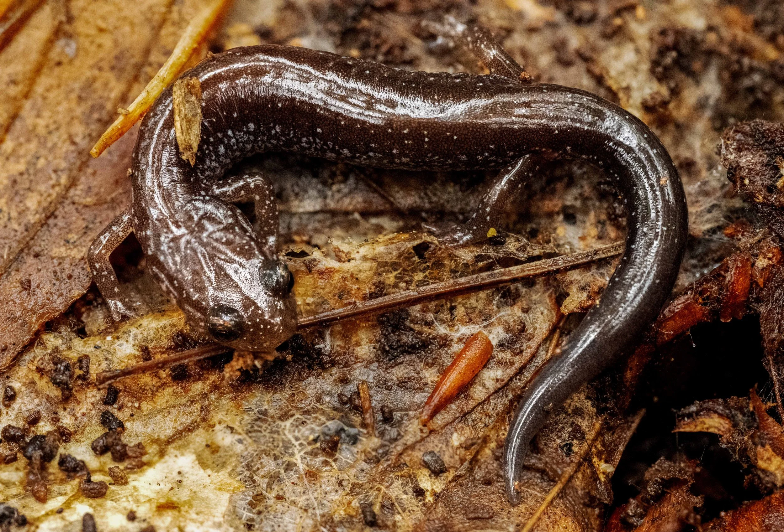 Lead_Morph_RedBack_salamander_Macro_Dboing.jpg