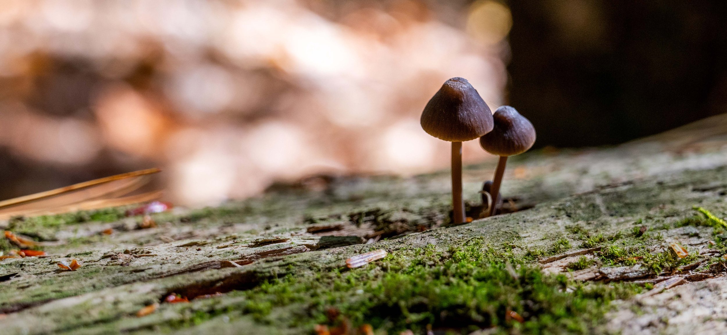 Macro_Photo_Bleeding_Mycena_Pair_Fungus_Mushroom_Dboing.jpg