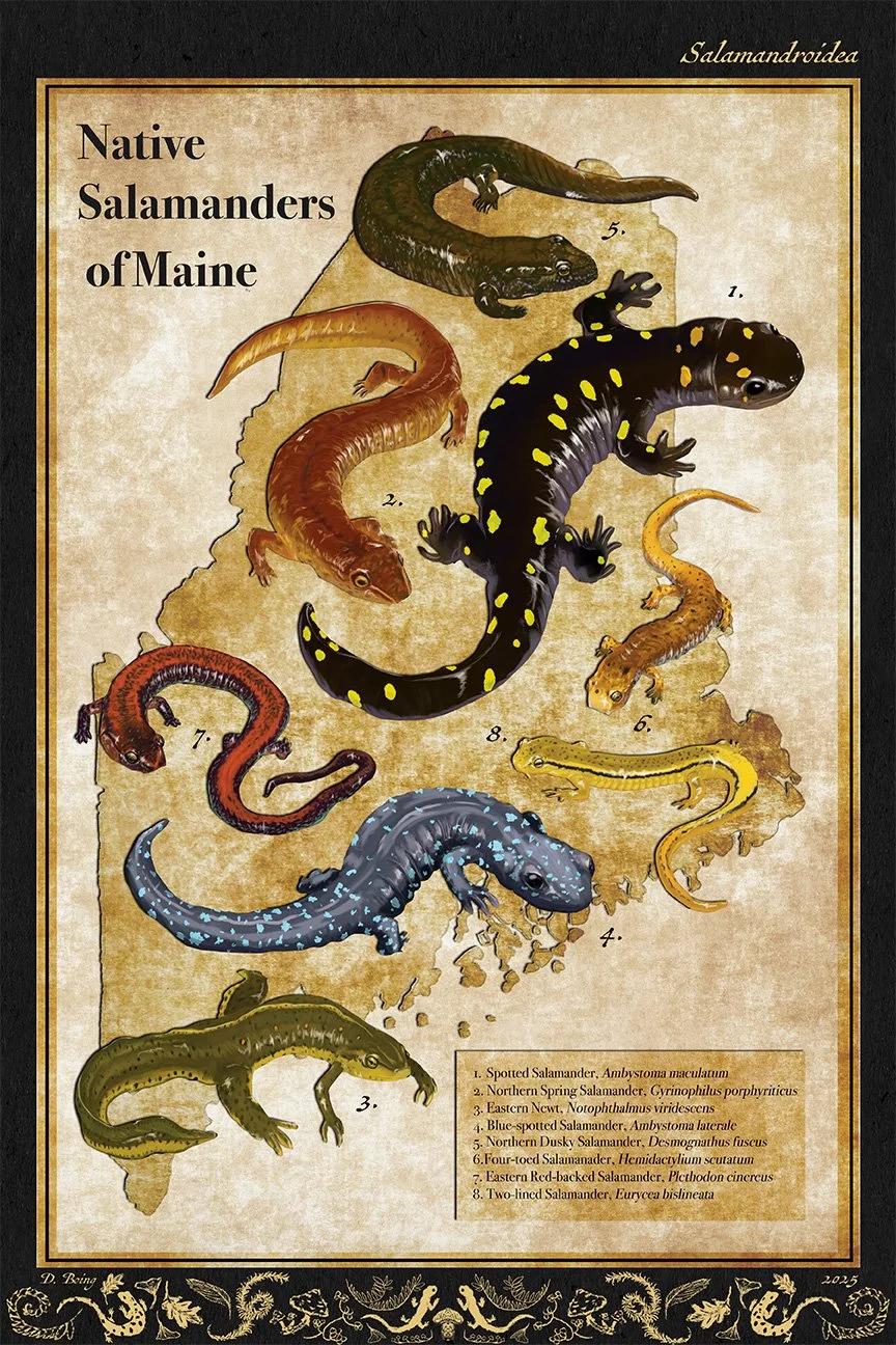 native_salamanders_Maine_Dboing.jpg