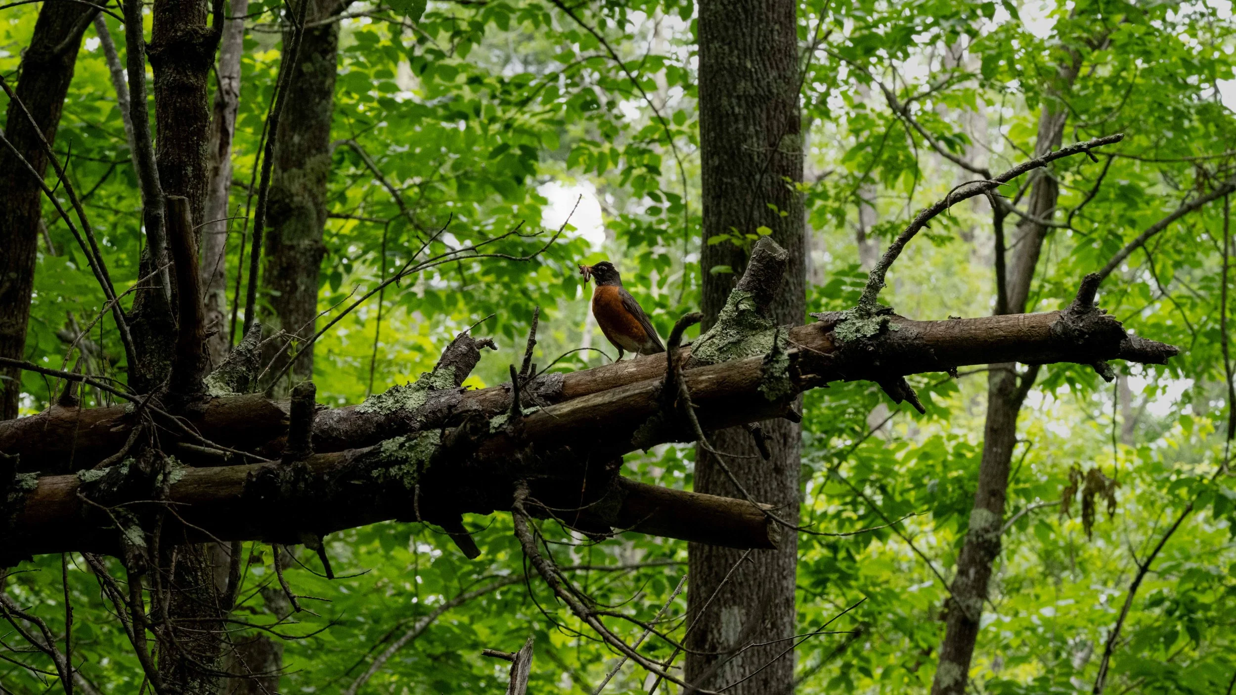 DSC_2681-Edit-2.jpg