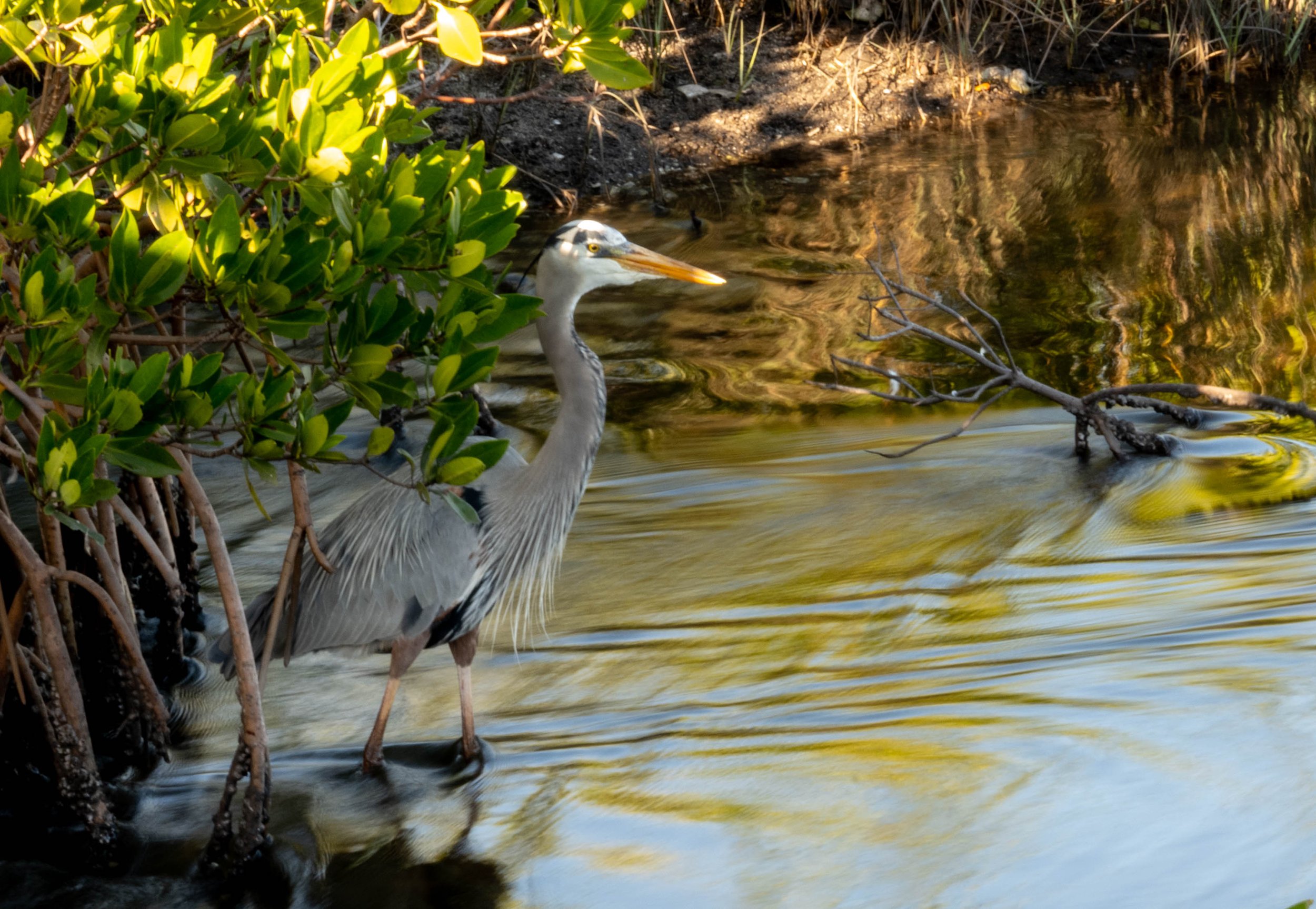 DSC_1026.jpg