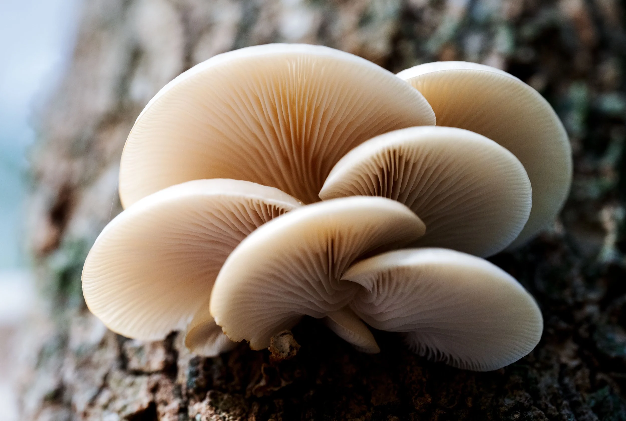 Fungus_macro_Cluster_Dboing.jpg