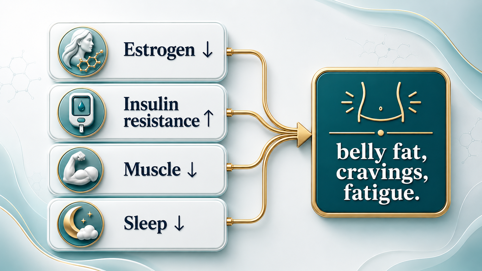 Diagram showing factors influencing belly fat, cravings, and fatigue, including decreased estrogen, increased insulin resistance, decreased muscle, and decreased sleep.