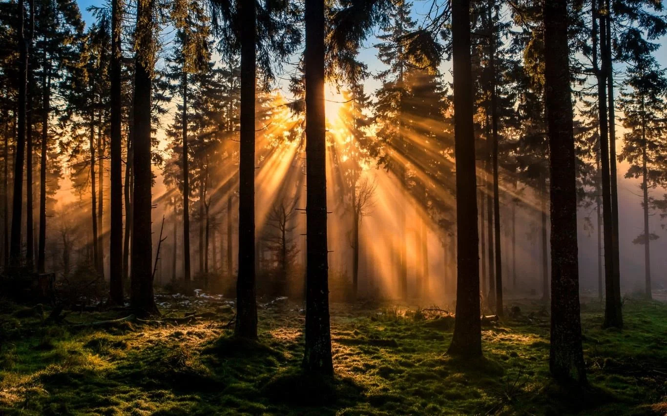 Training for Professionals — One-Day Immersion