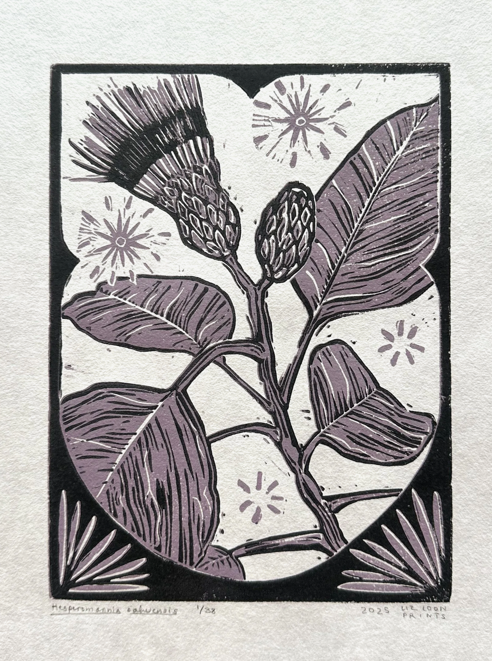 hesperomannia