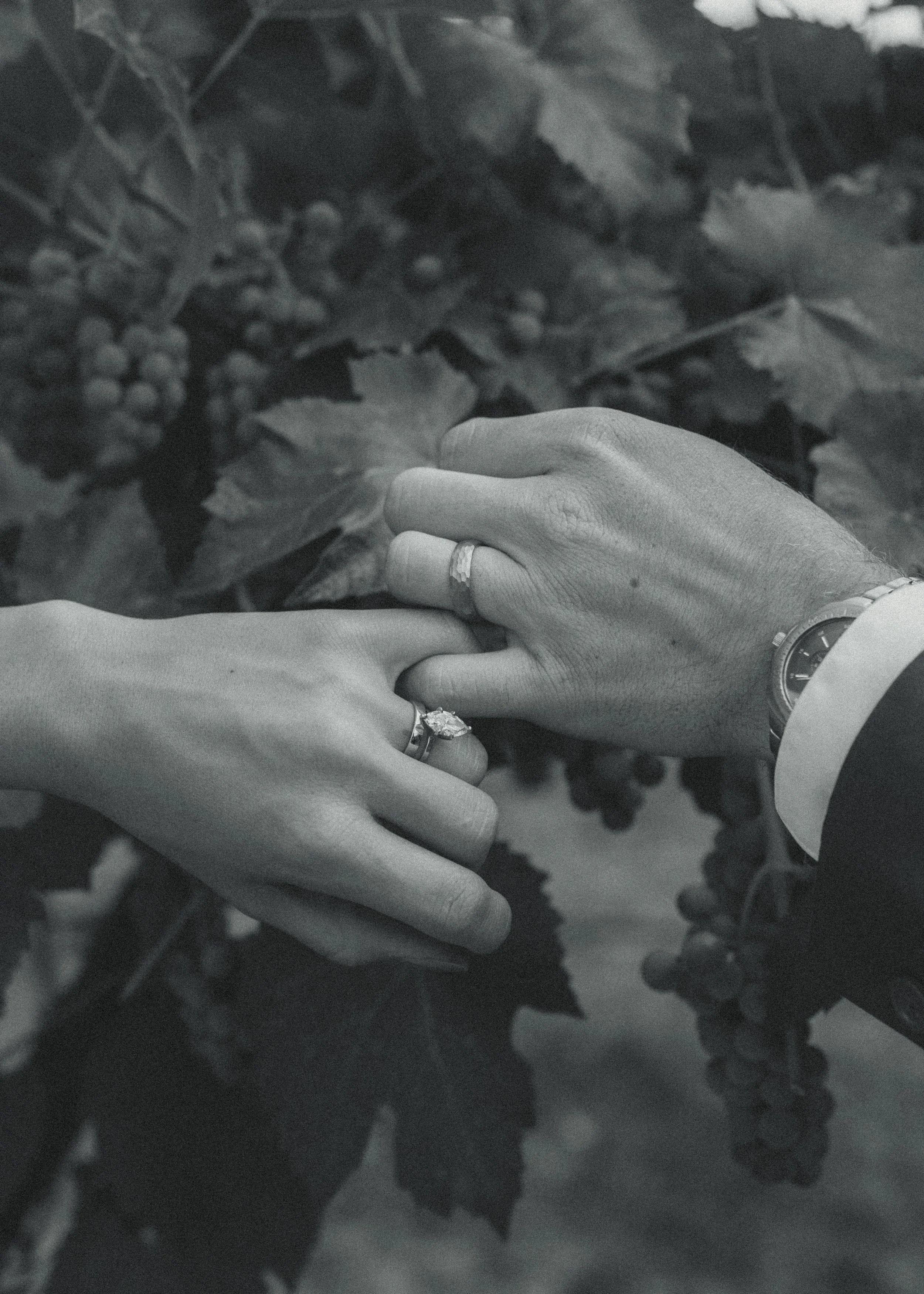 A black and white photo of two hands holding each other, both wearing rings. One hand has a wristwatch, and the background shows grapevine leaves and clusters of grapes.