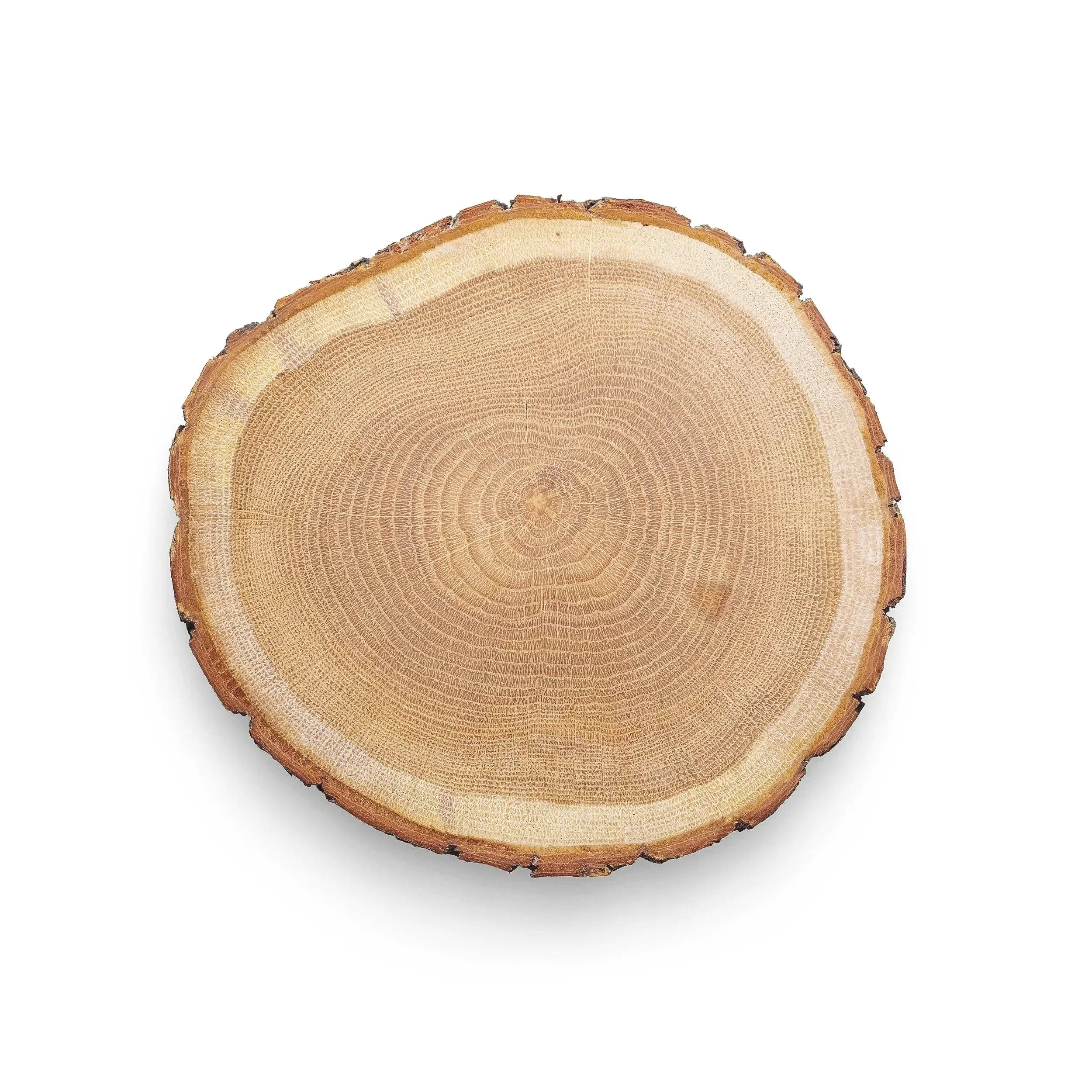 Cross-section of a tree trunk showing growth rings.