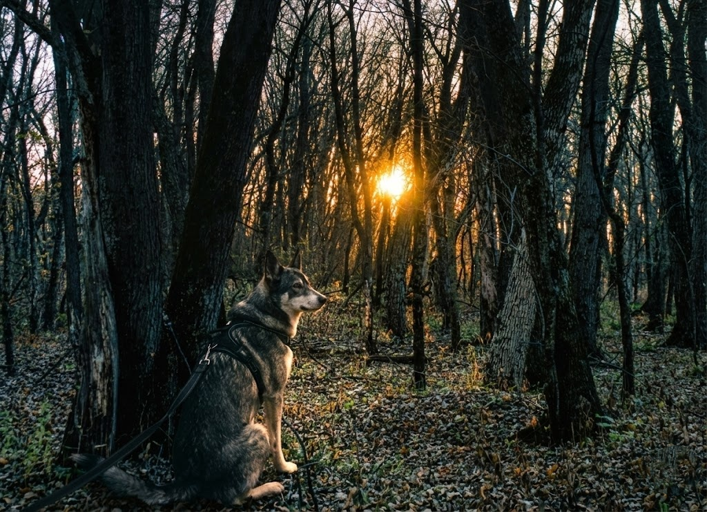 A dog sitting in a wooded forest at sunset.