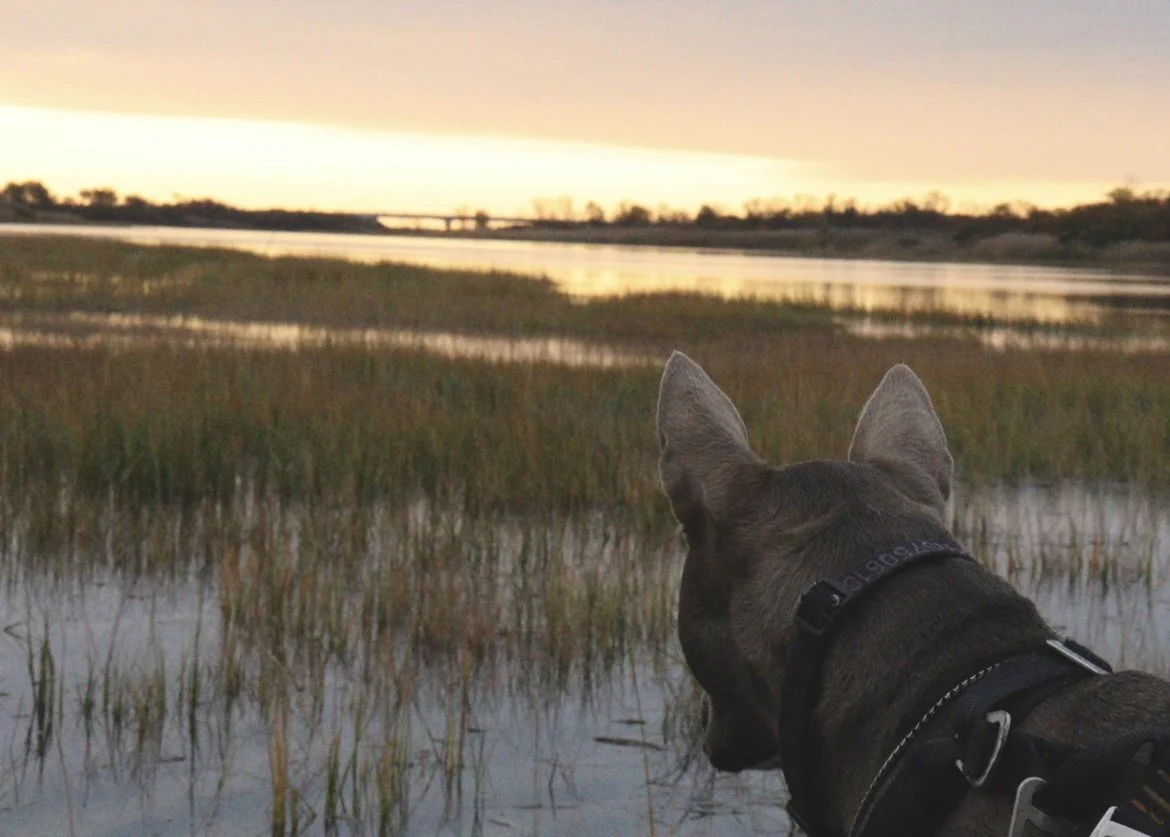 Chapter 3 : Transitions Matter More Than Activity