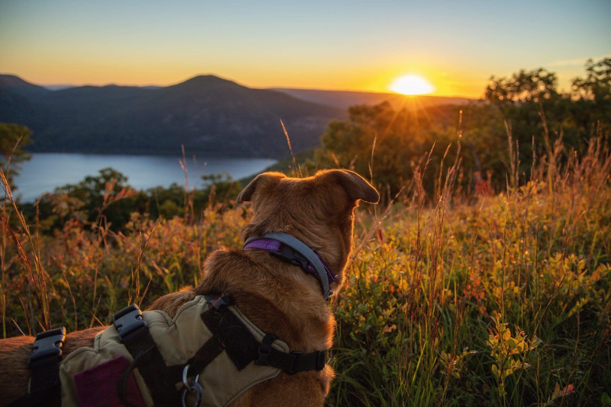 Chapter 4 : Environment Shapes Behavior