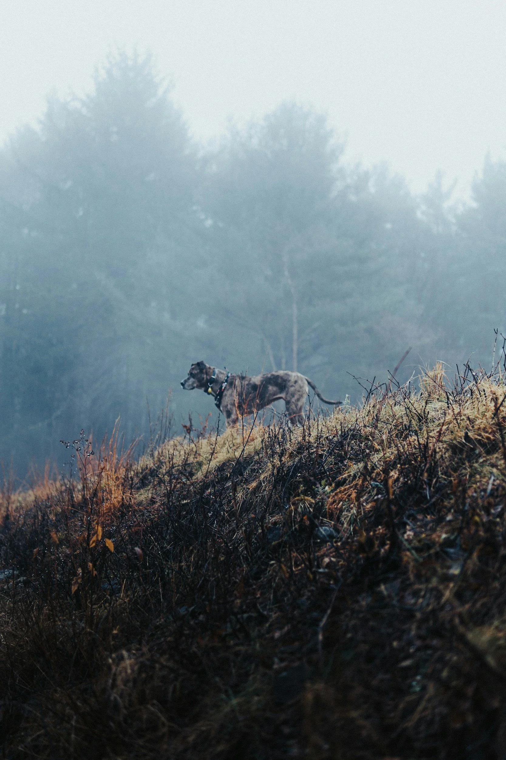 A dog standing on a grassy hillside surrounded by sparse vegetation, with a backdrop of misty trees and foggy sky.