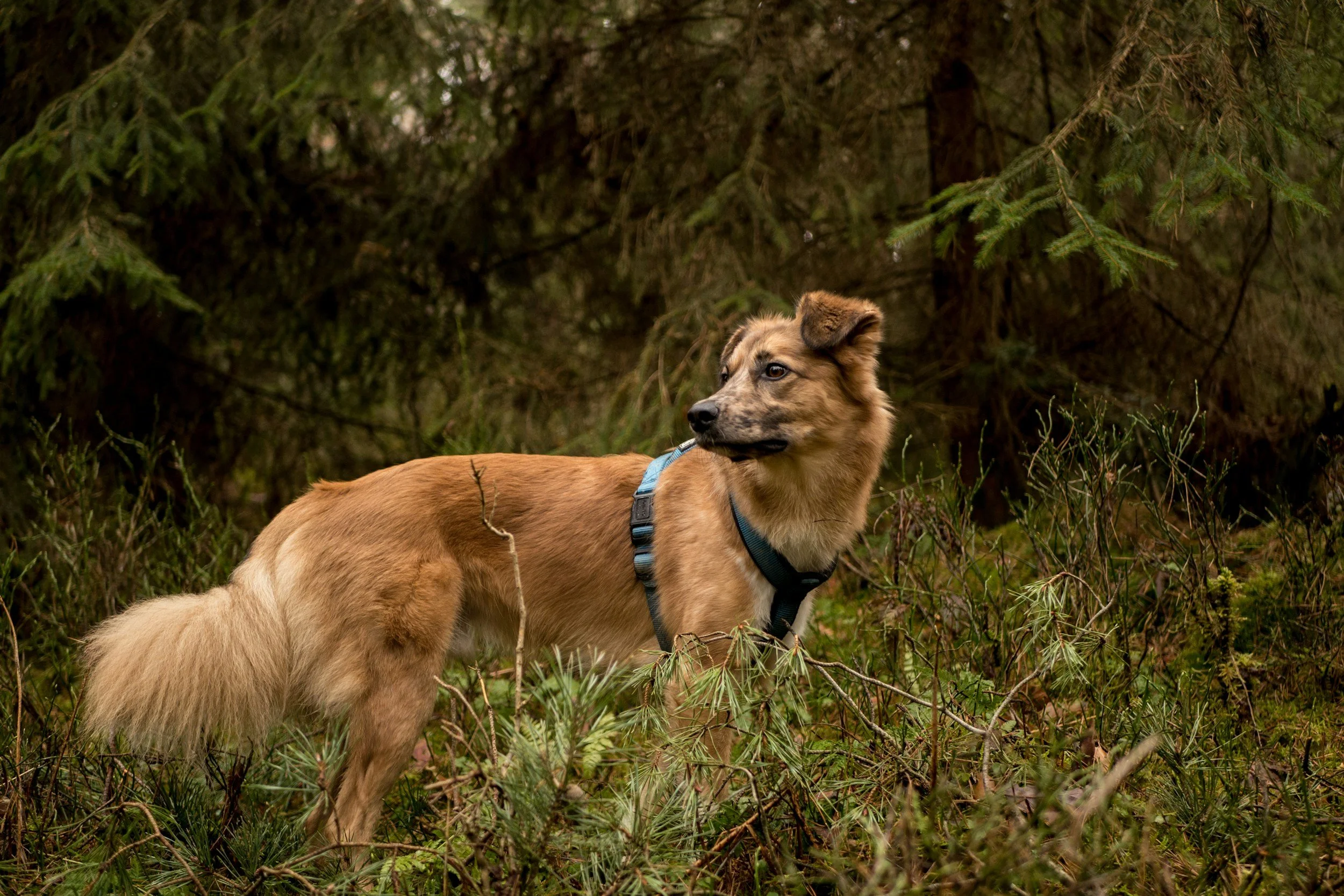 A dog with a tan coat and a blue harness standing in a forest.