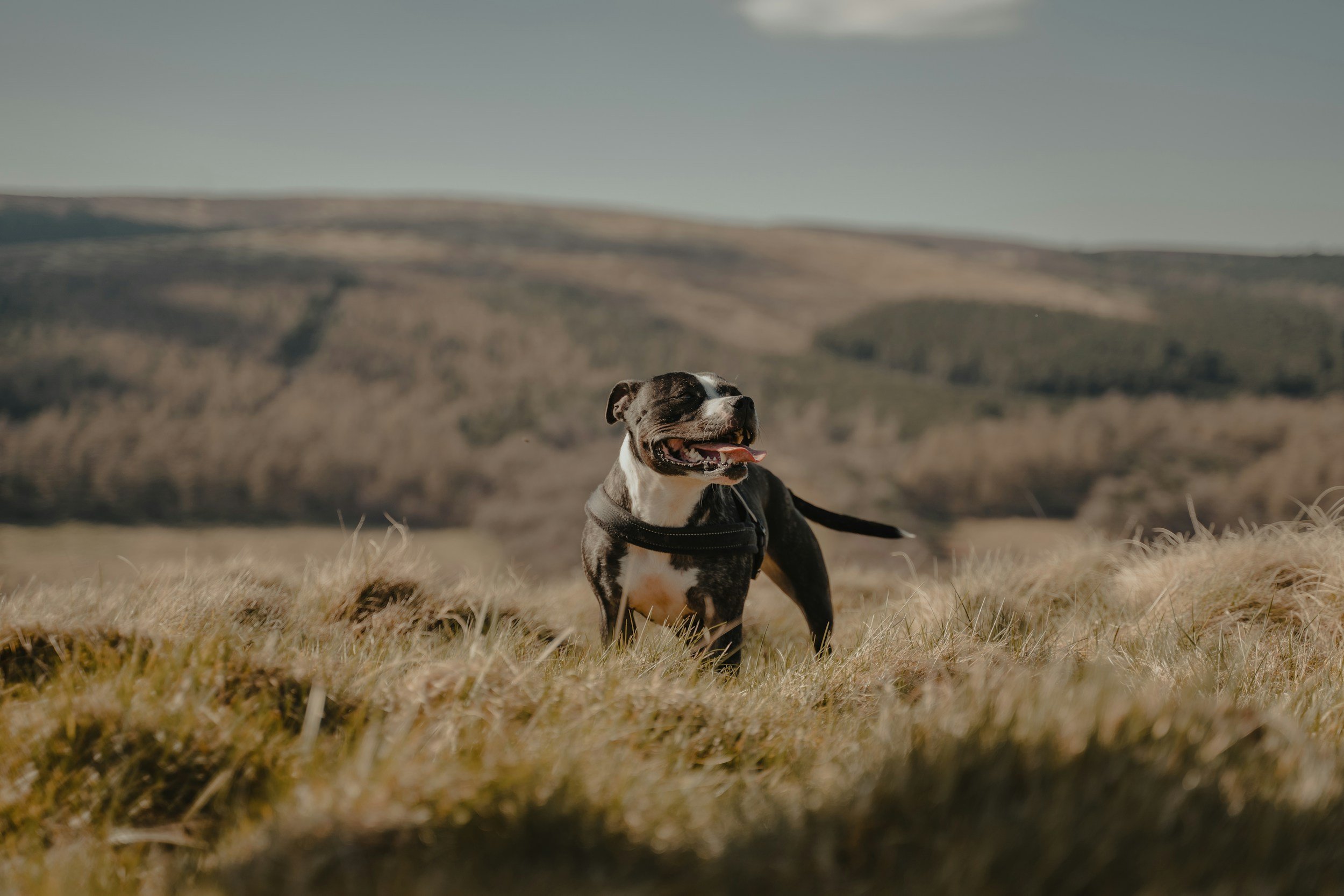 A happy black and white dog standing in a grassy field with rolling hills and a cloudy sky in the background.
