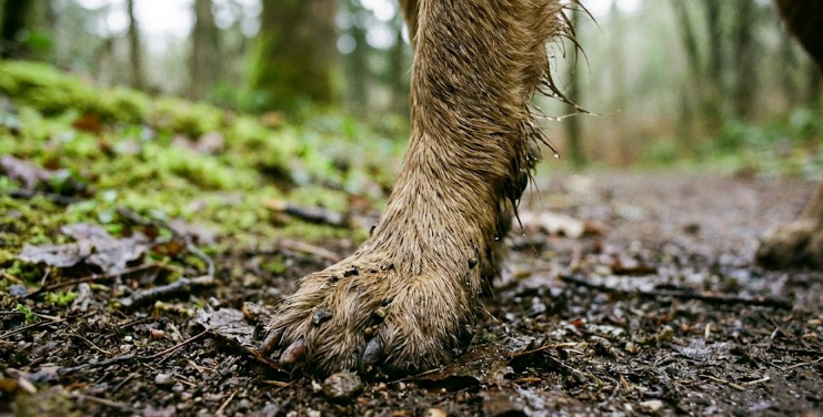 The “Muddy Paw” Protocol: How We Keep the Trail Out of Your Apartment