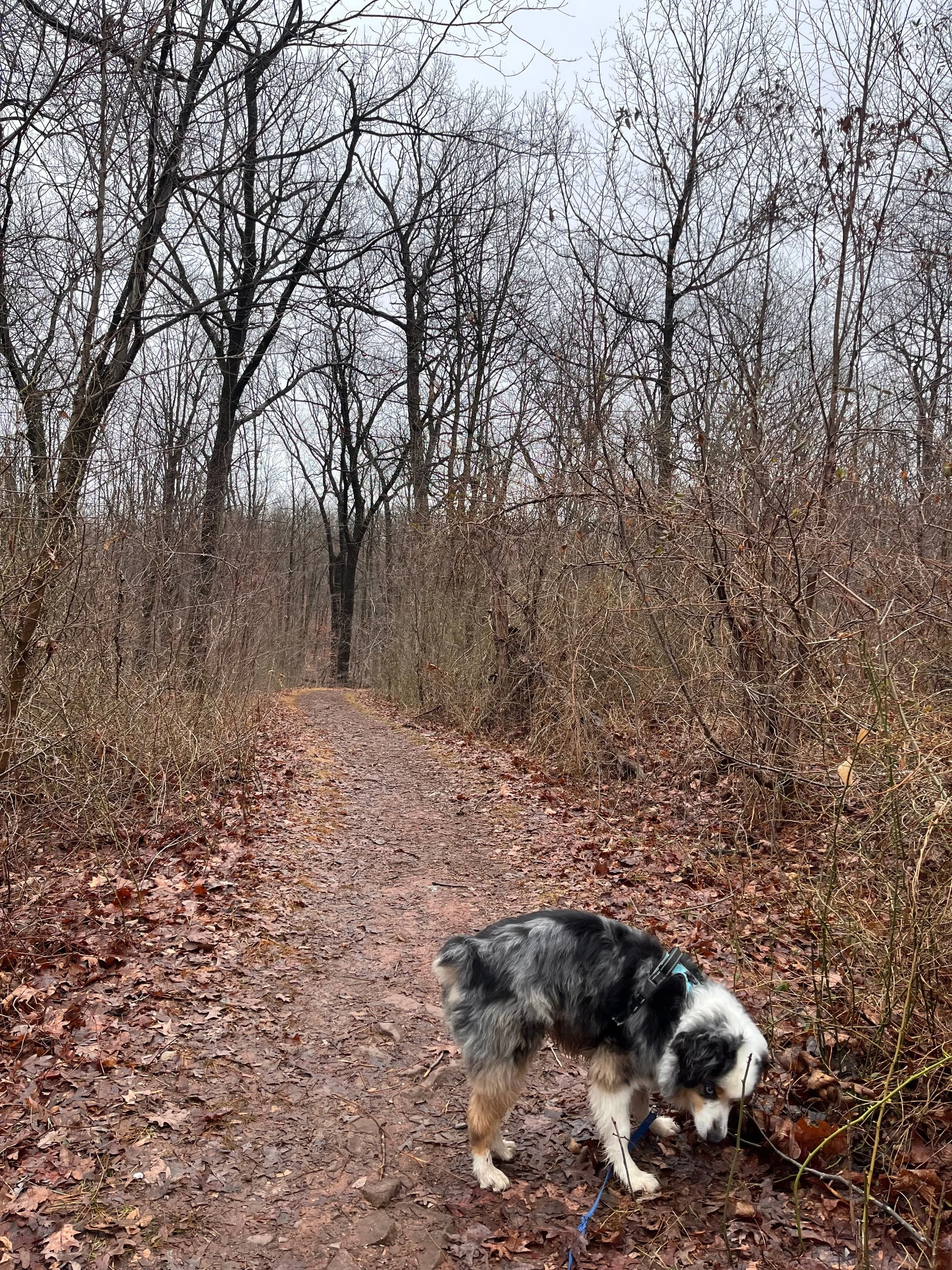 Ollie’s Adventure 