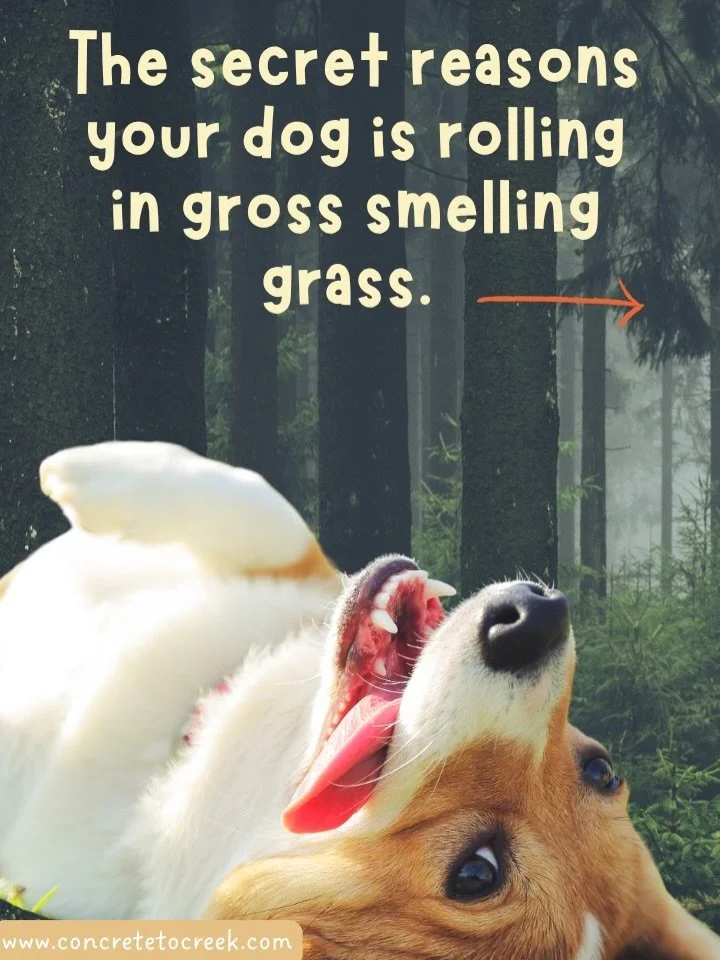 Your dog finds the one disgusting thing in the park and immediately smashes into it.  
A few theories. Their wild ancestors may have rolled in strong smells to carry information back to the pack, basically wearing a scent like a message. Others think
