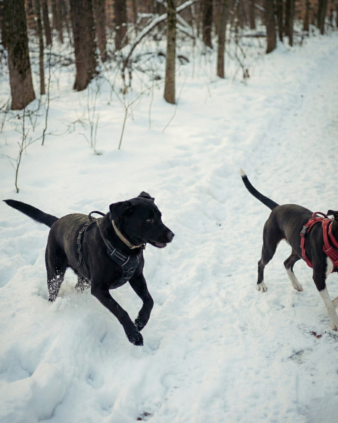How Cold Is Too Cold to Walk Your Dog? NYC Winter Guide