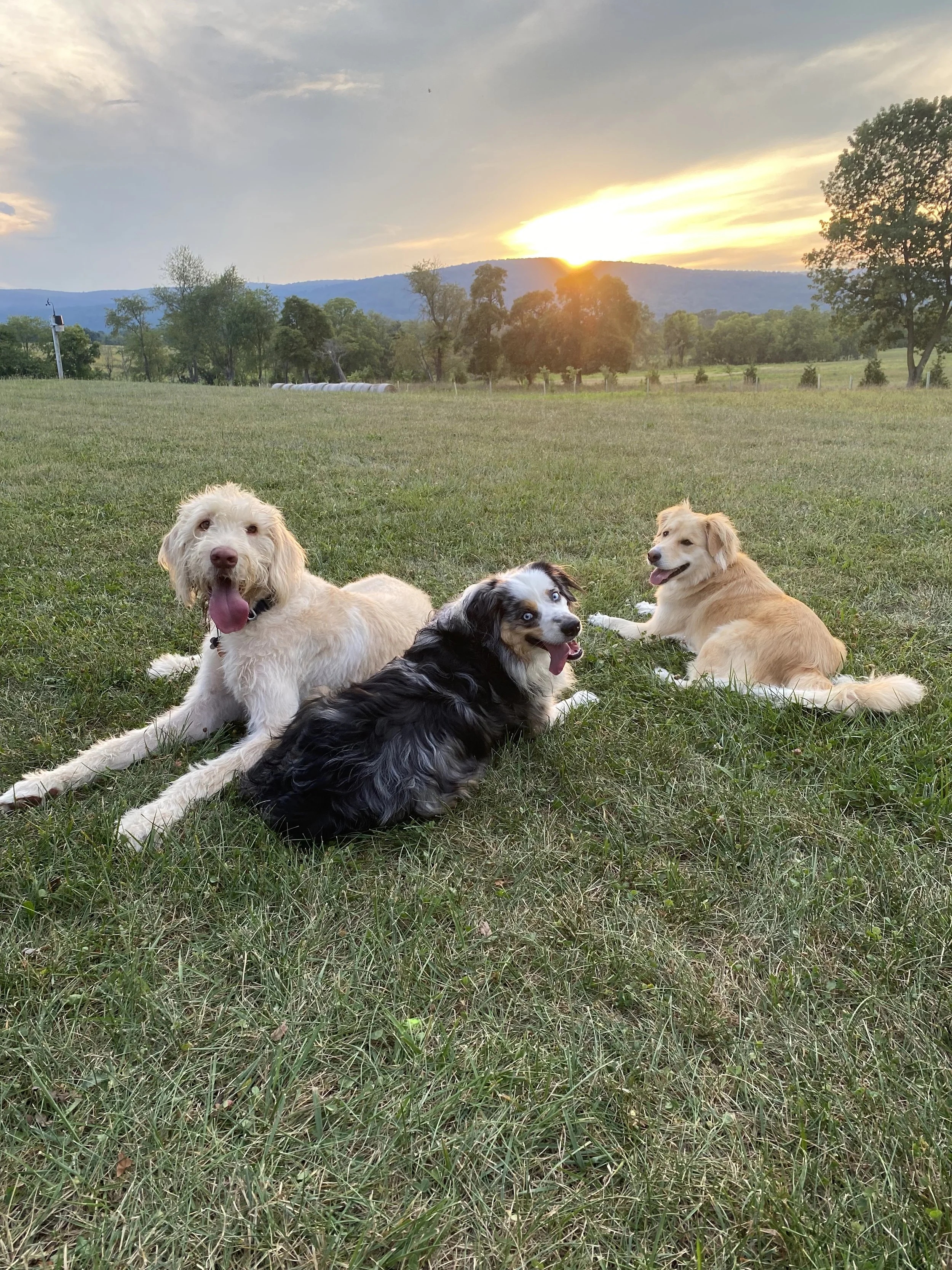 Three dogs lying on grass in a field during sunset with mountains and trees in the background.