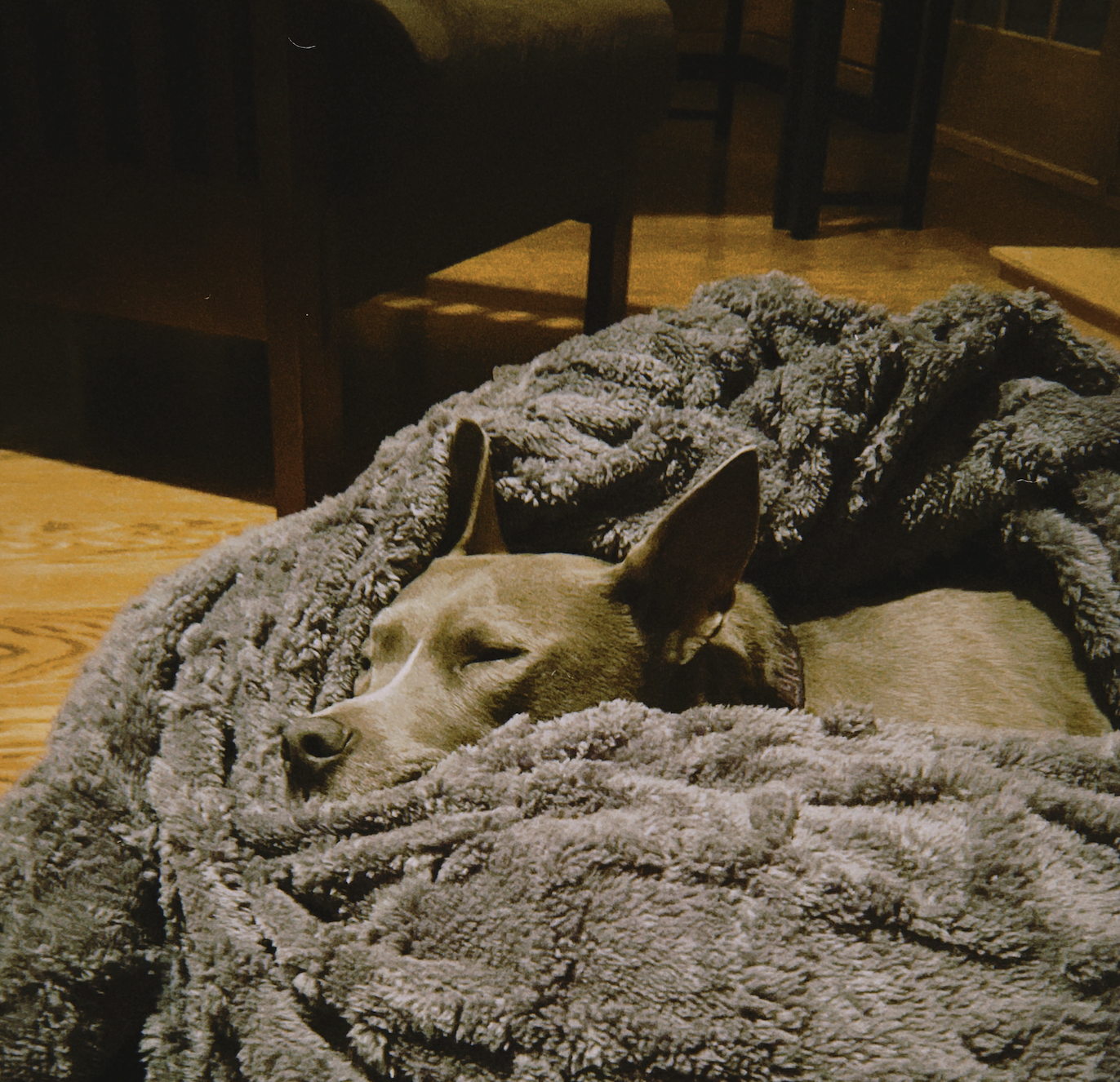 A sleeping puppy partially covered by a white blanket on a bed.