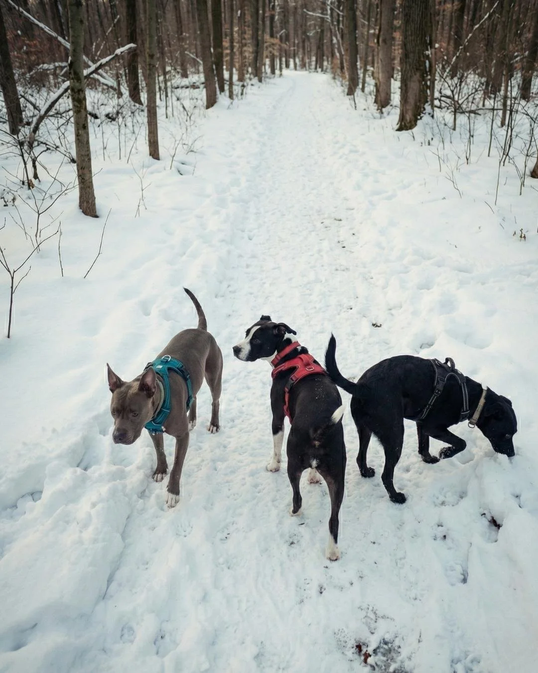 Two dogs resting and sitting on a forest trail near a creek in a wooded area with tall trees and green foliage.