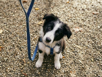 Cute black and white puppy sitting on gravel, wearing a blue collar and leash.