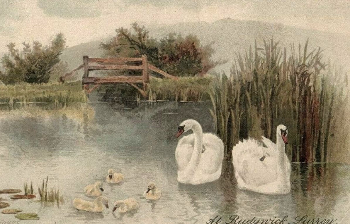 'Swans and Cygnets in Rudgwick' Art Print