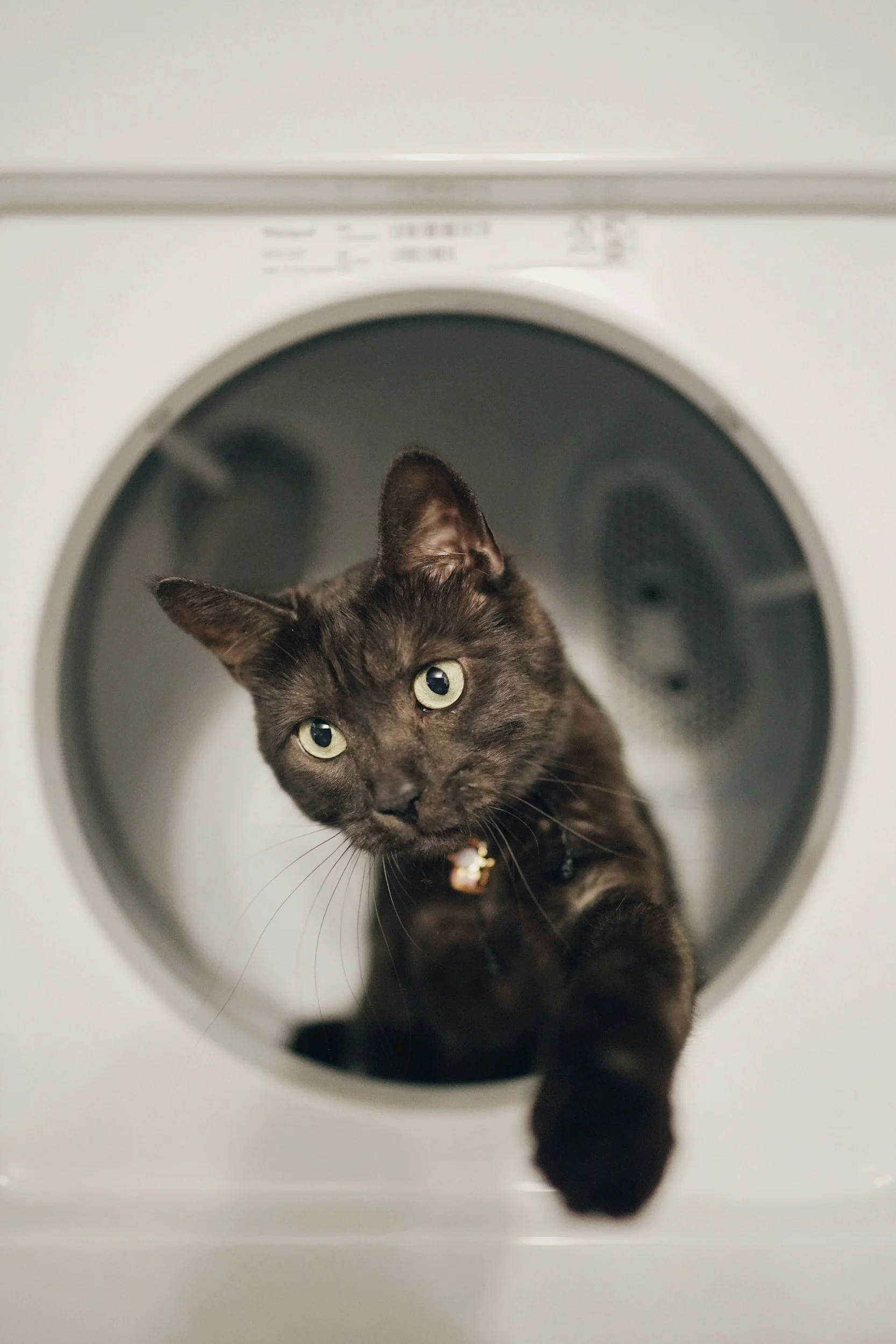 Black cat with green eyes reaching out of a front-loading washing machine.