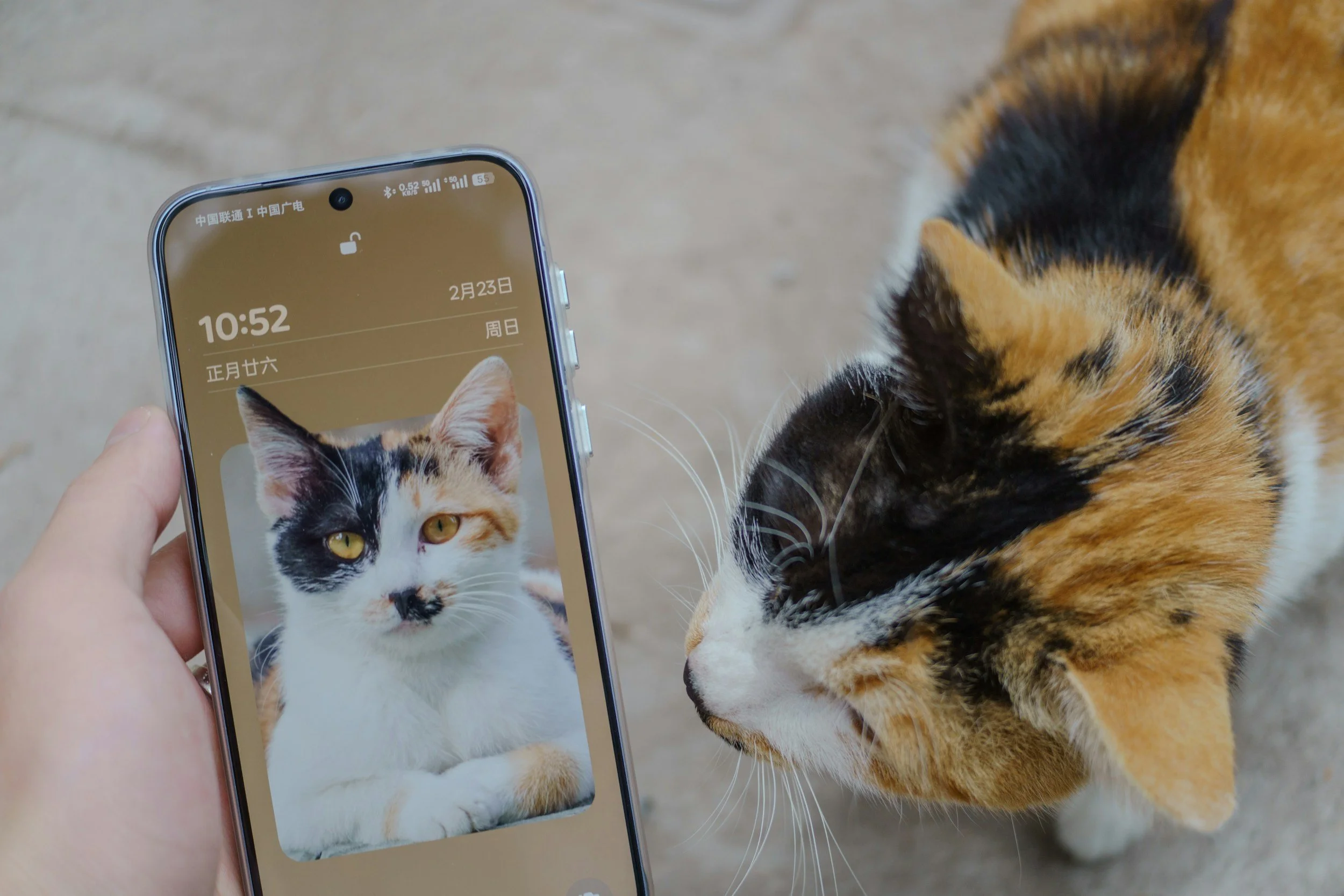 A person holding a smartphone displaying a photo of a calico cat with white, black, and orange fur representing together with your pet to purchase curious by nature pet safety decals. A real calico cat is rubbing its face against the person's hand.