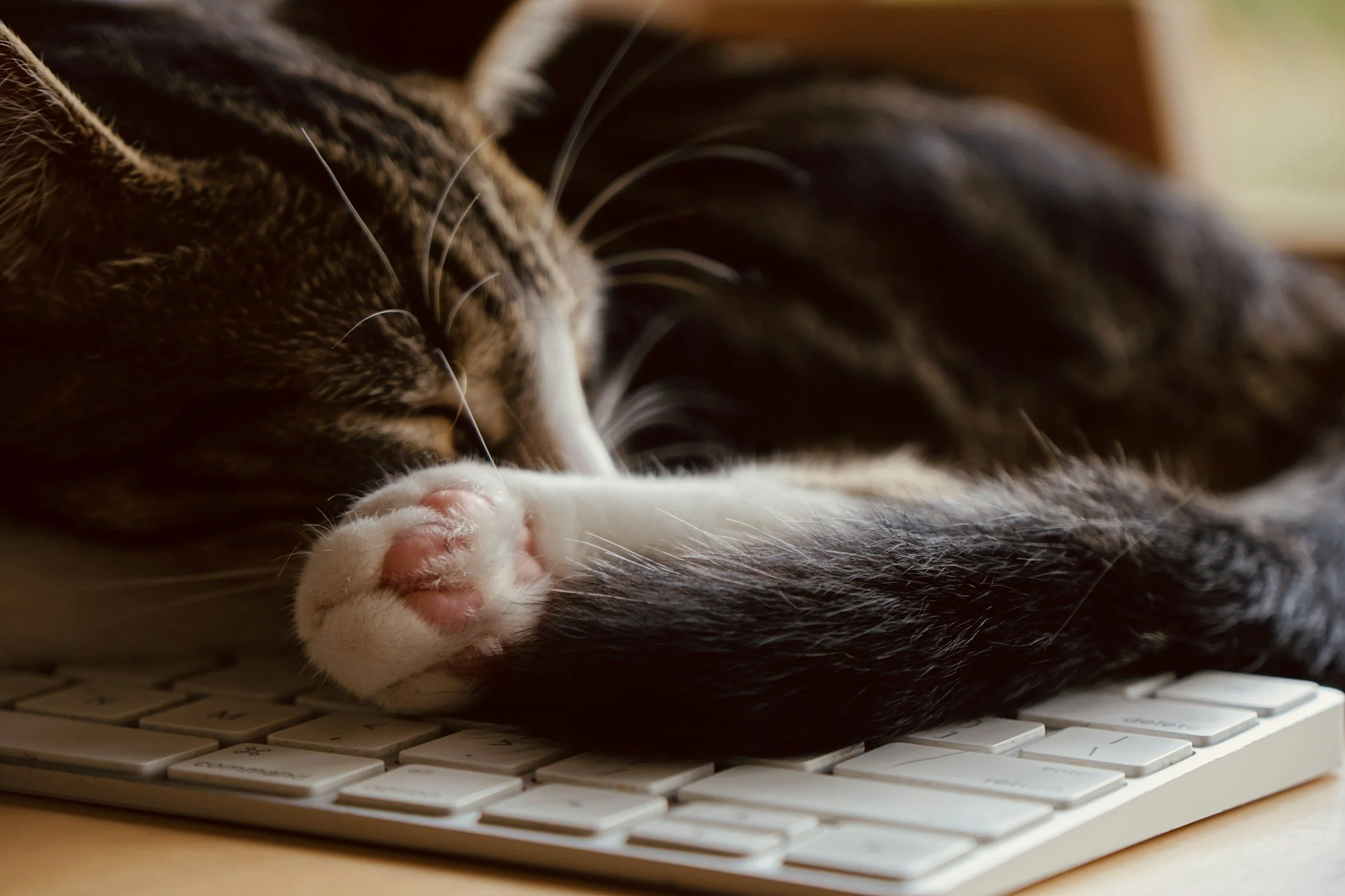 A tabby cat sleeping with its paw on a white computer keyboard after convincing its owner to purchase curious by nature pet safety decals.