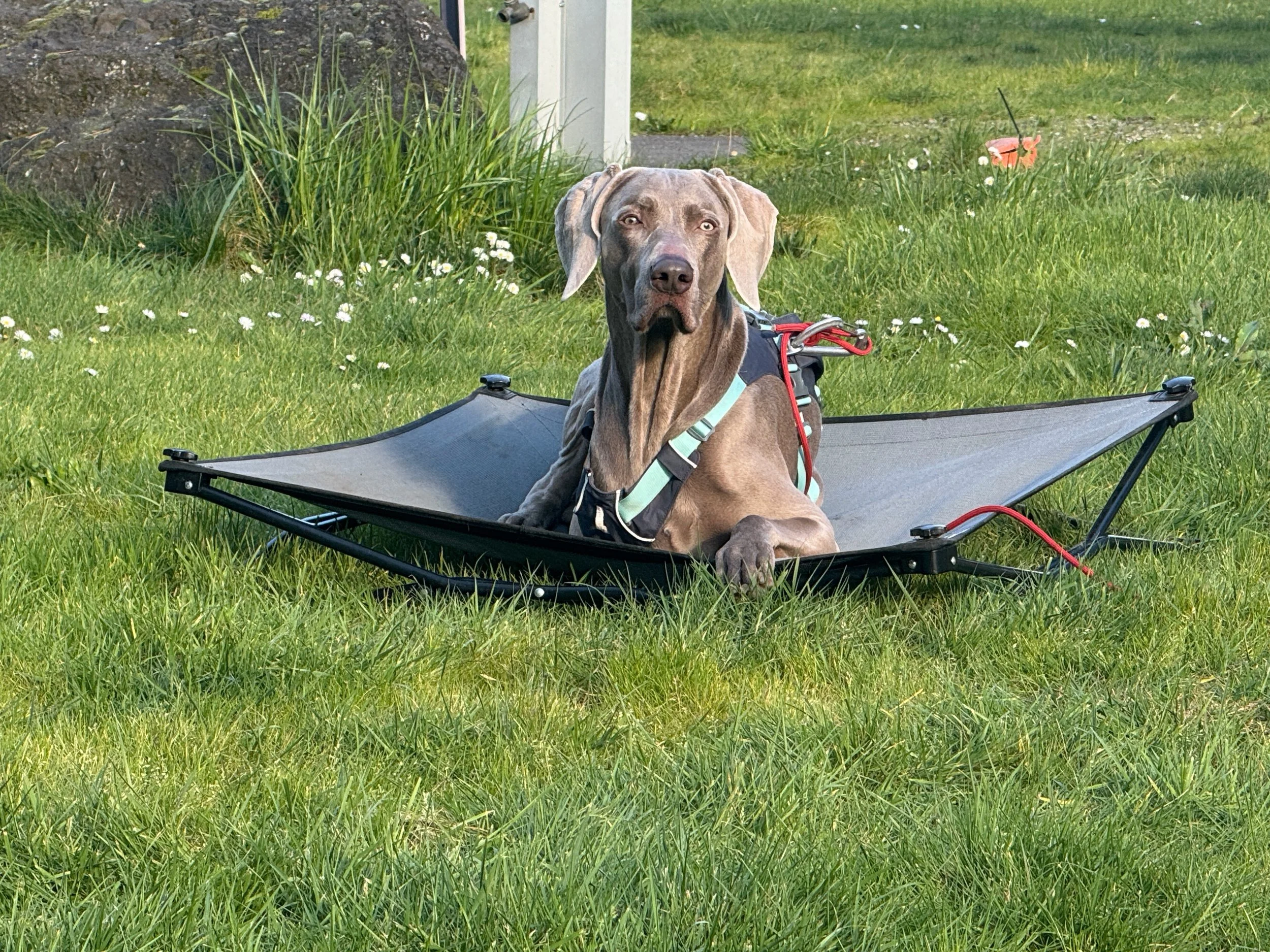 Resting on alert