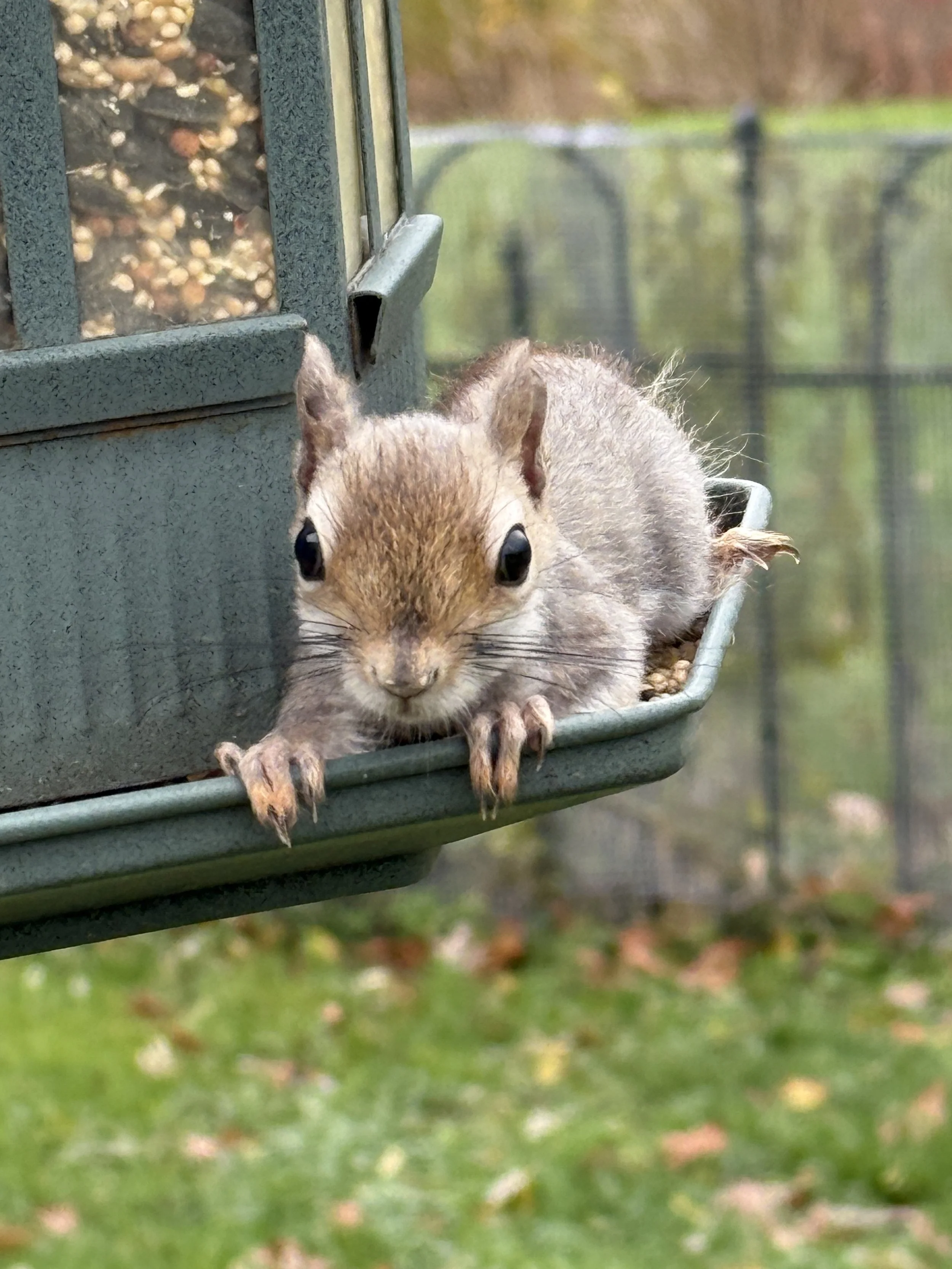 Blog Two- The Work of Being an Author