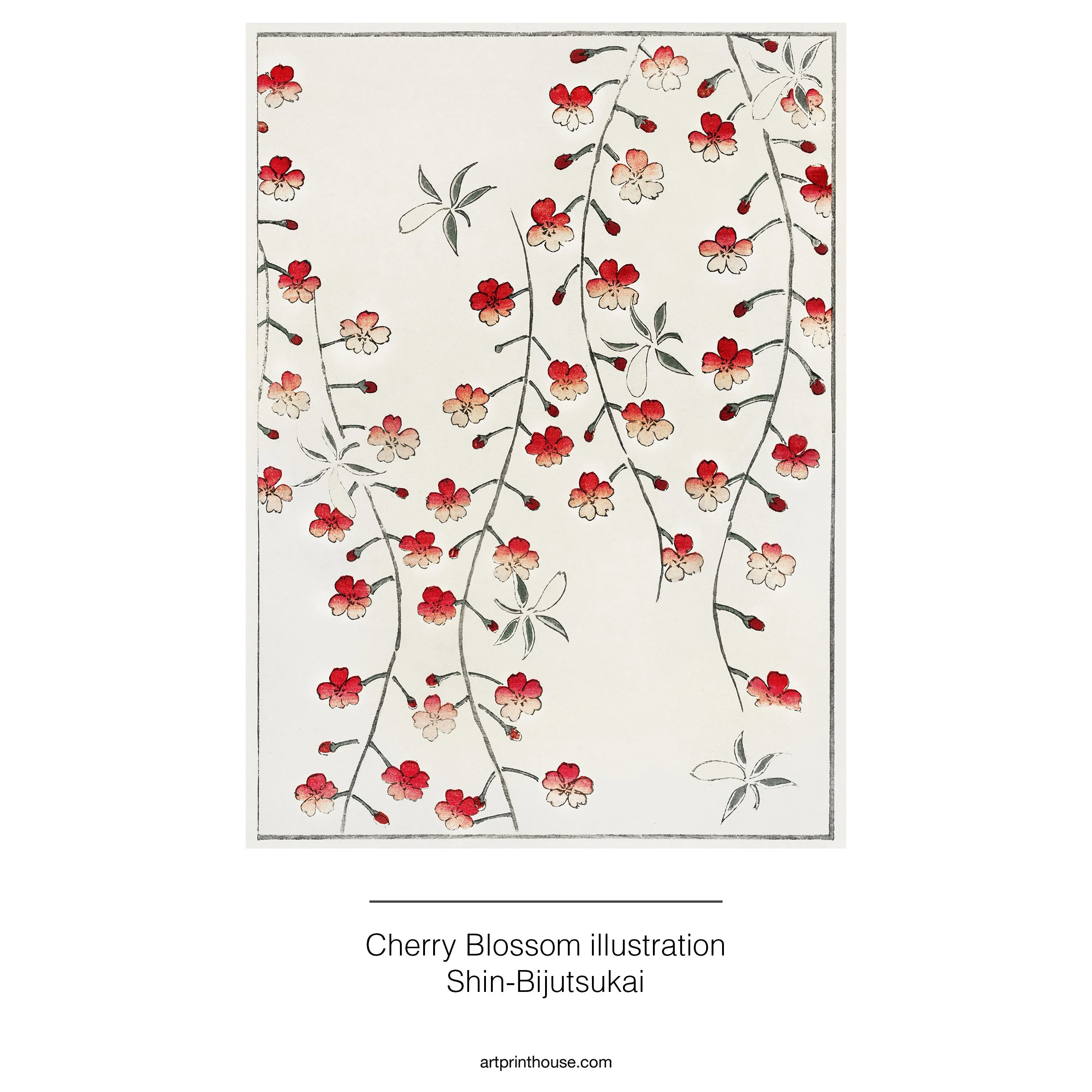 Shin_cherryblossom.jpg