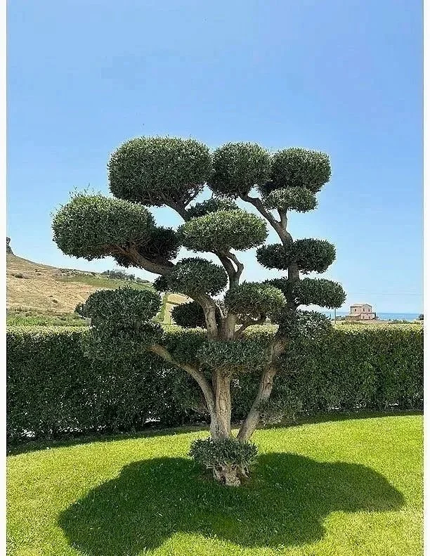 A large, uniquely shaped tree with multiple rounded, bushy top sections on a lawn with a hedge in the background under a clear blue sky.