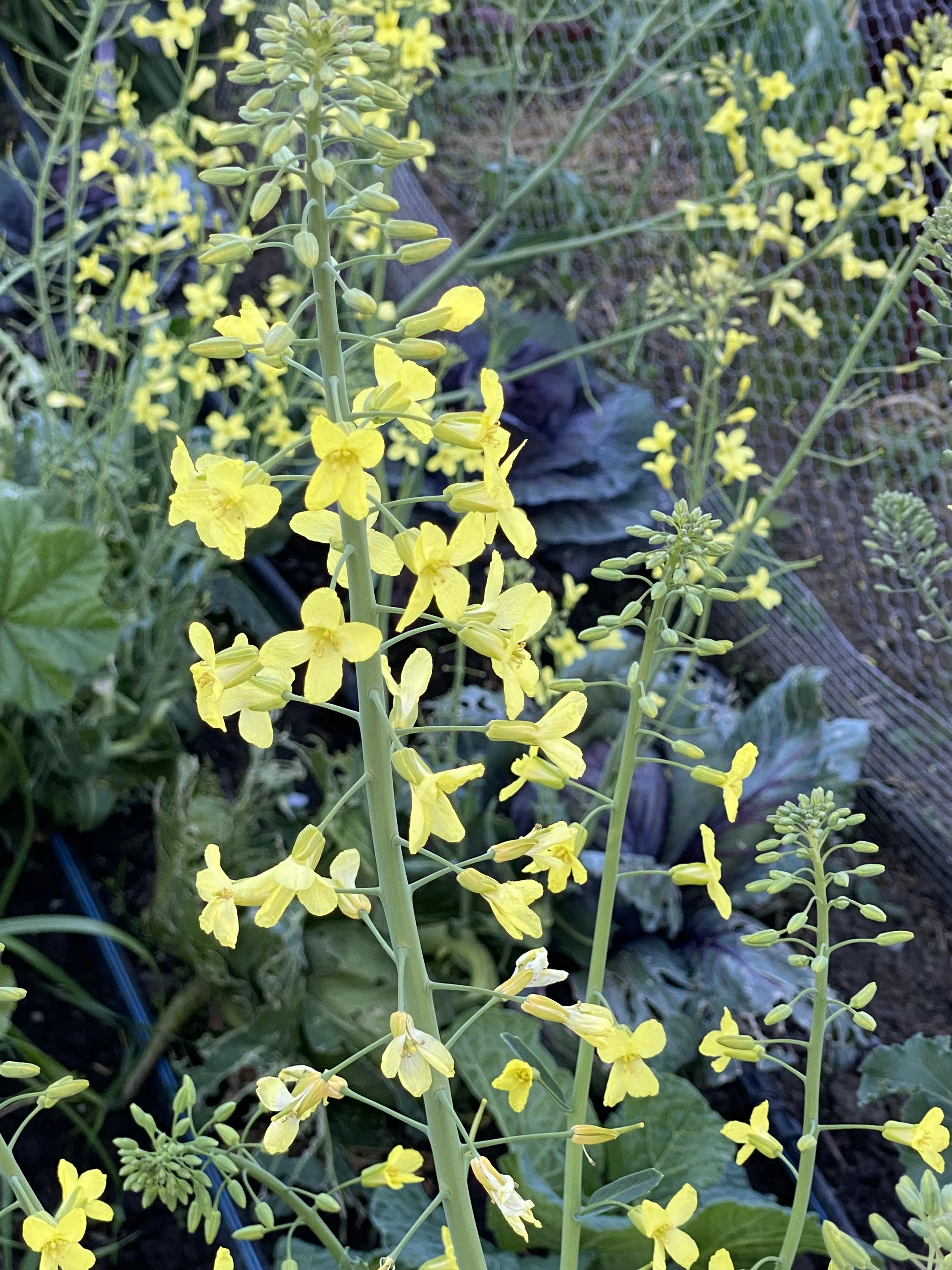 IMG_6070.jpeg