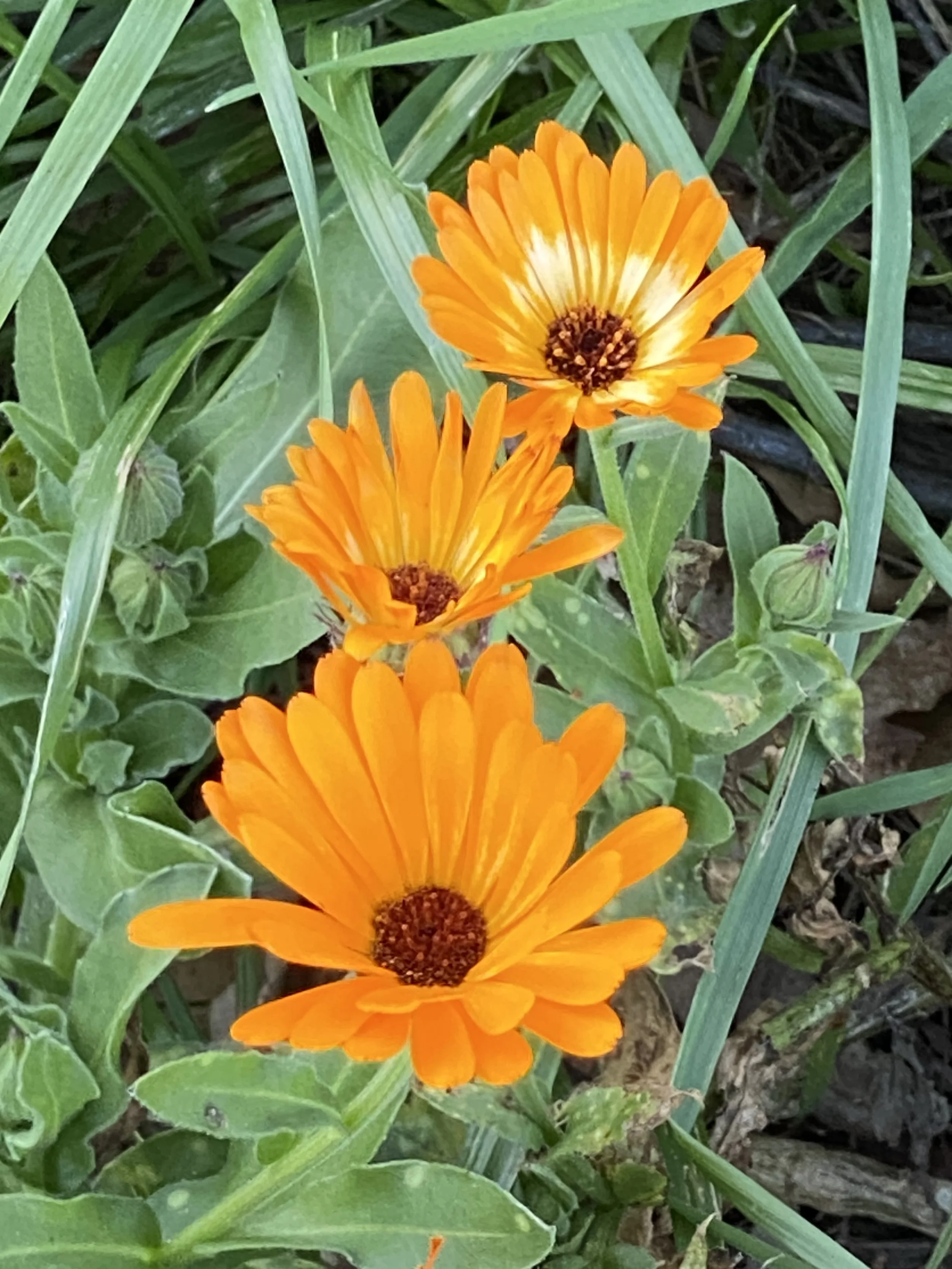 IMG_6077.jpeg