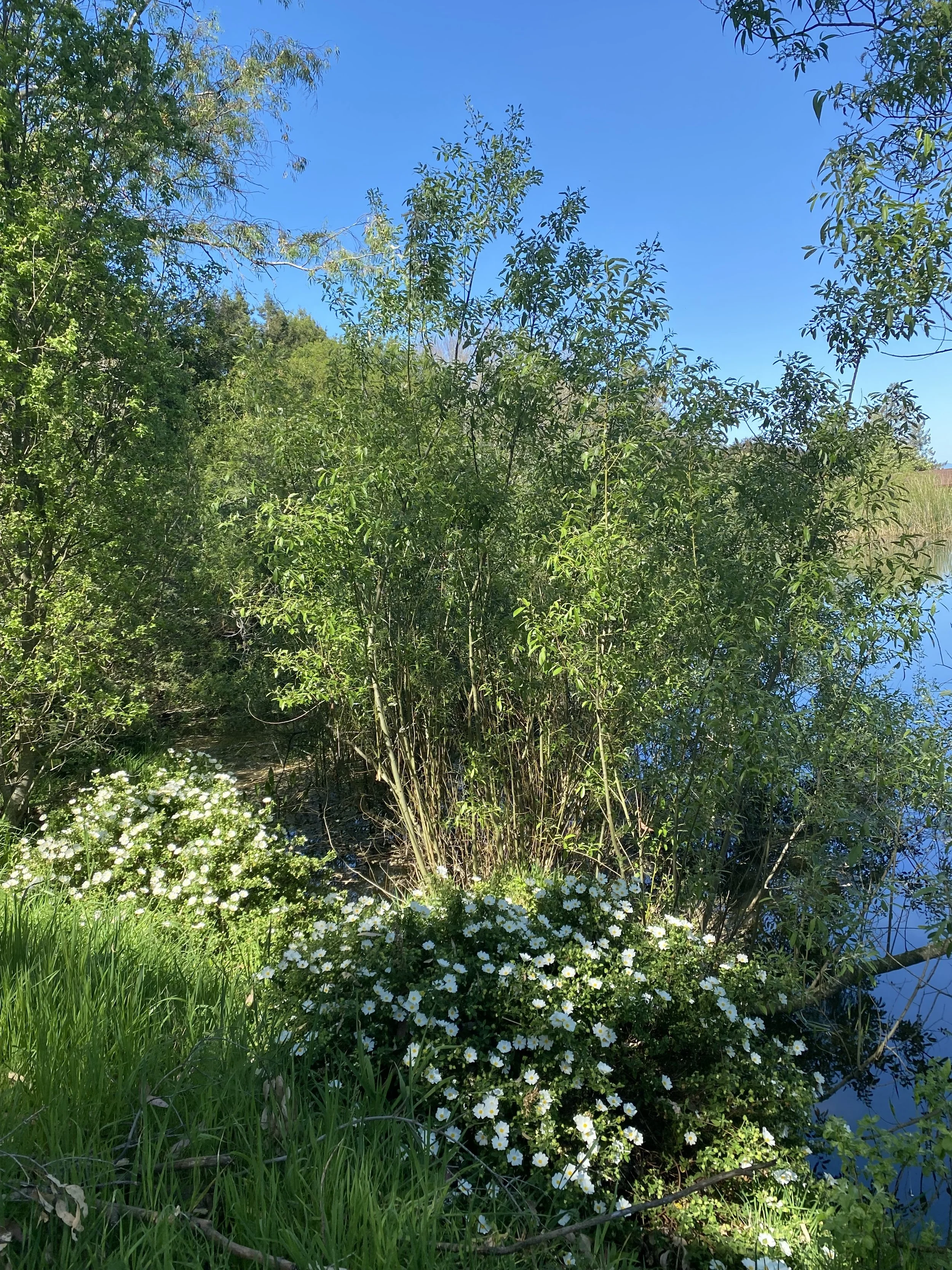 IMG_6302.jpeg