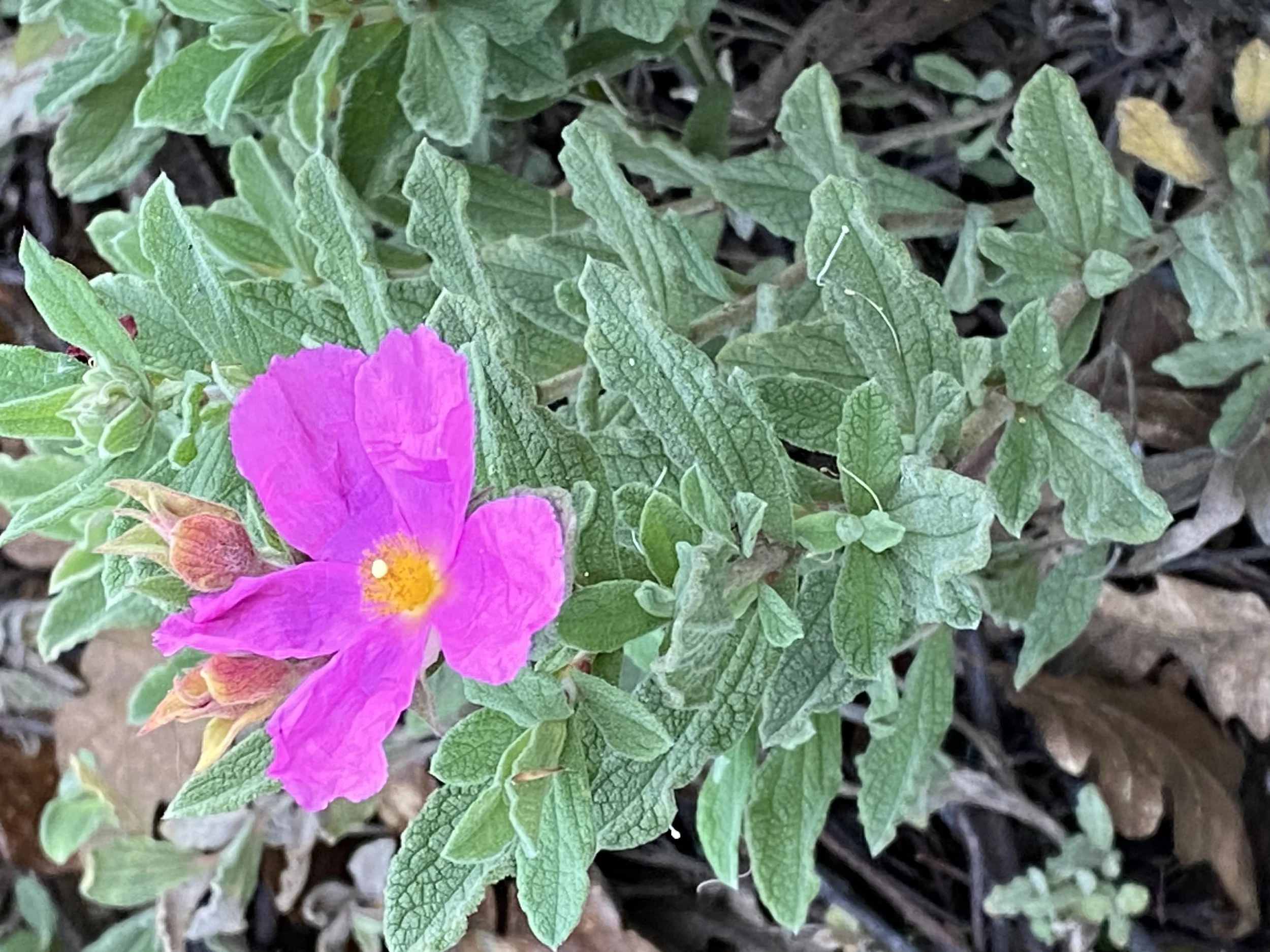 IMG_5985.jpeg