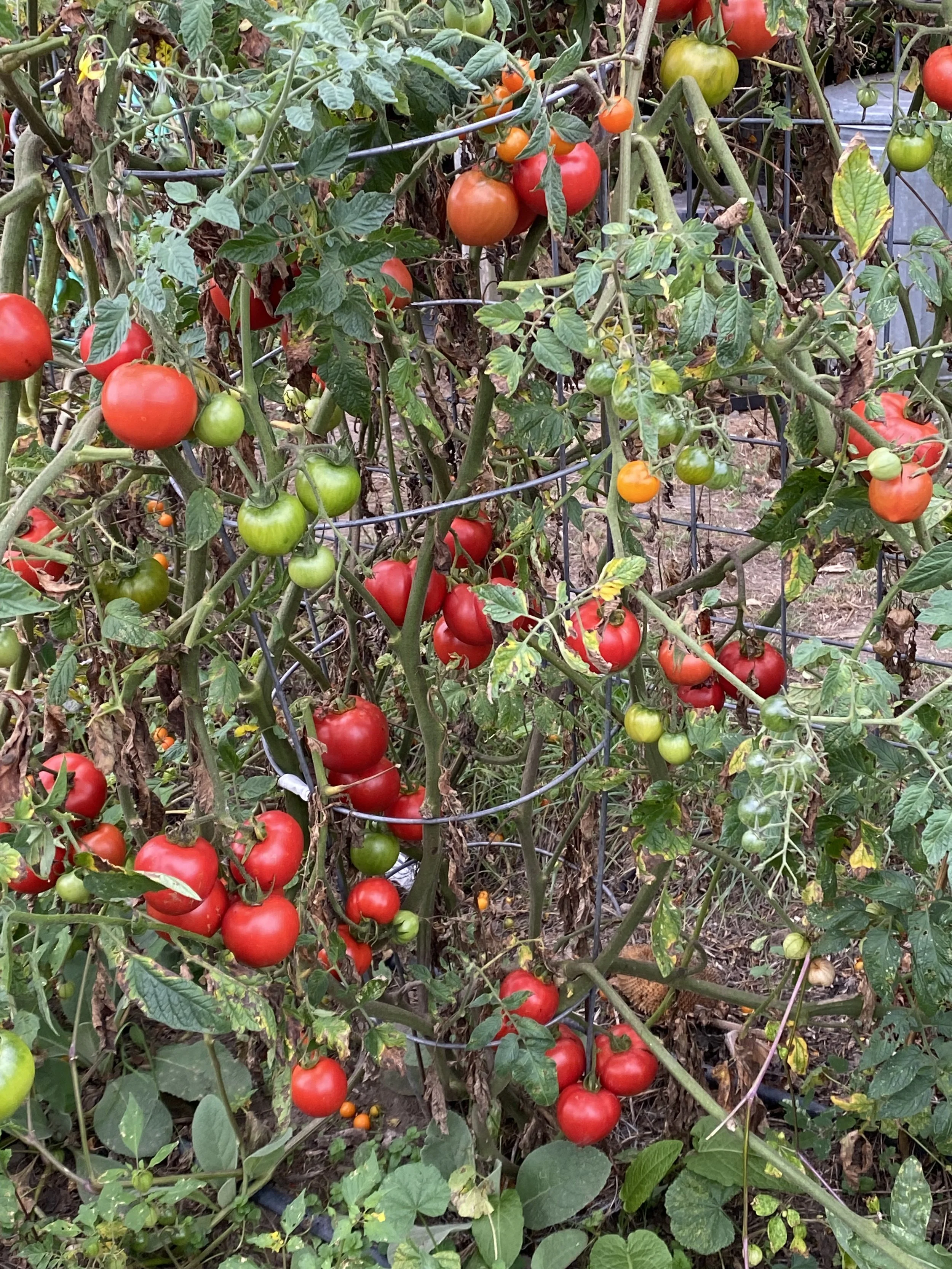 Tomato plants with green and ripe red tomatoes growing on them, supported by a wire cage in a garden.