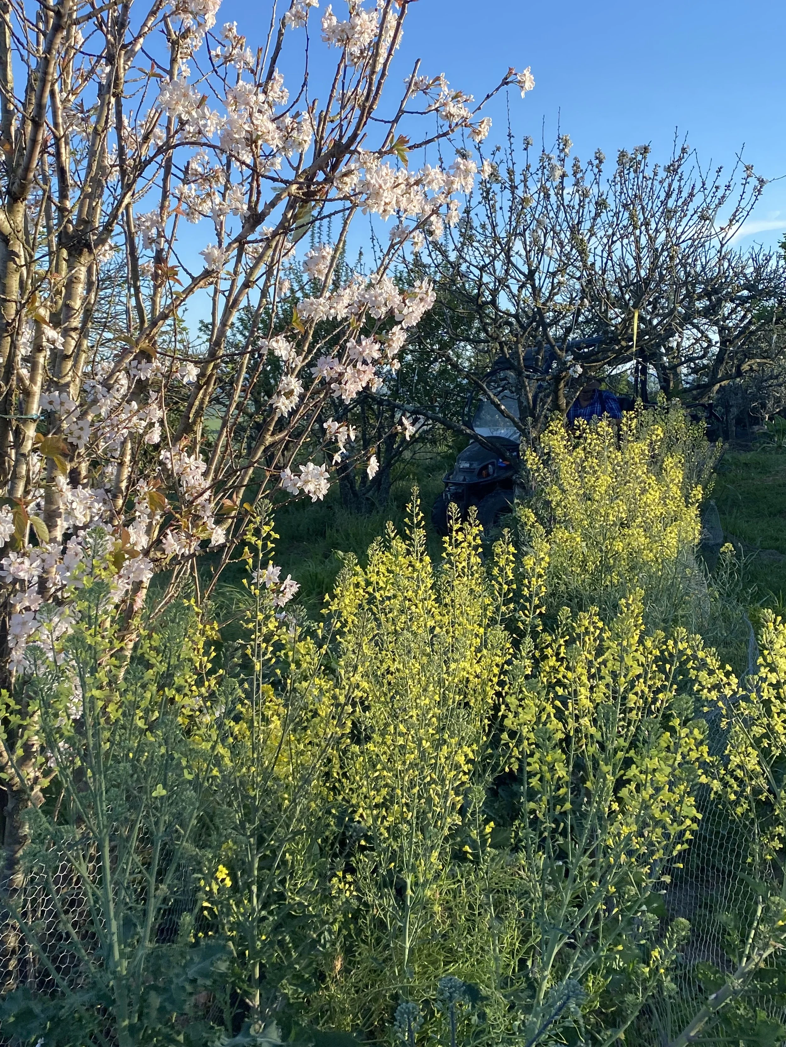 IMG_6071.jpeg
