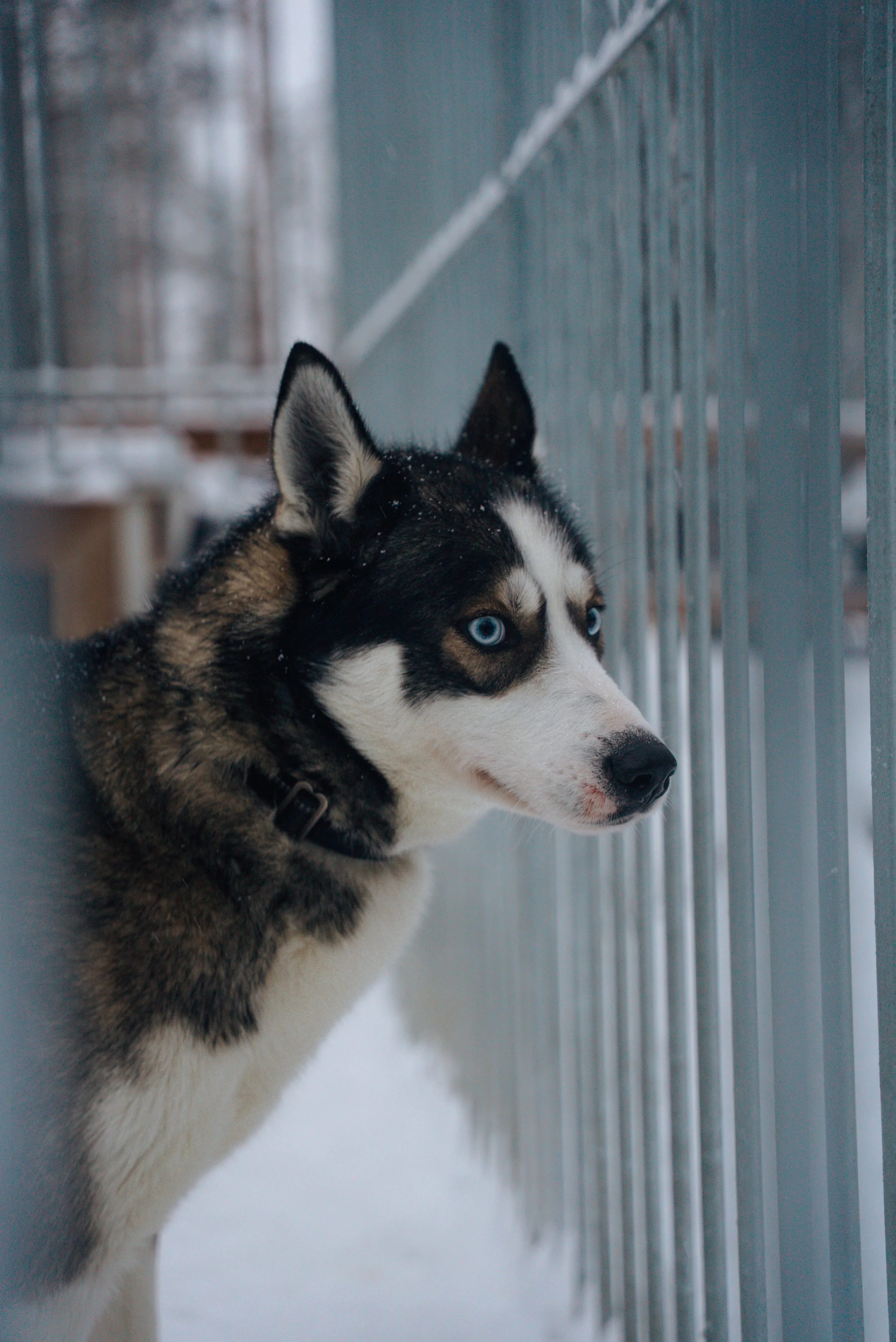 Rovaniemi, Finlândia.