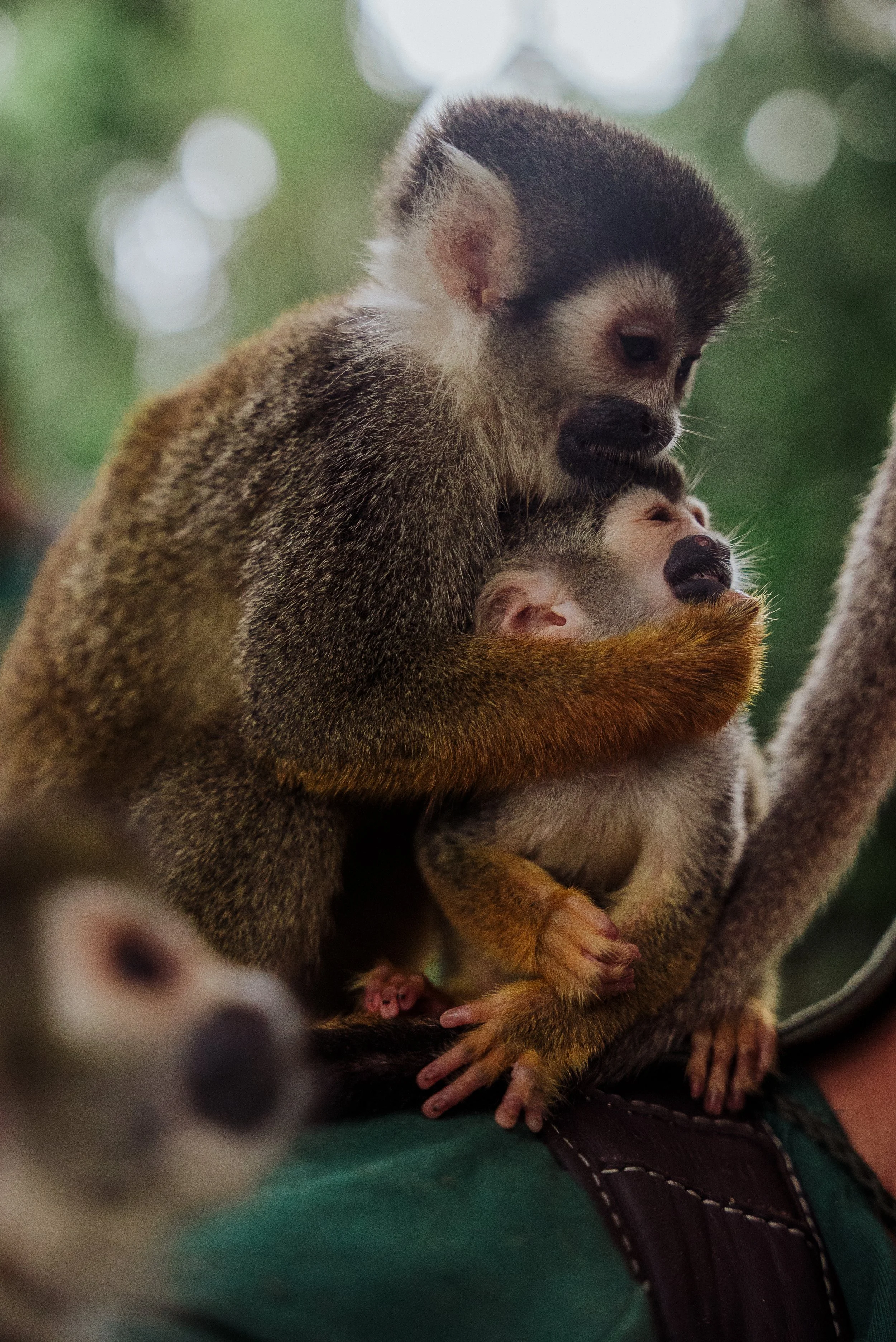 foto de macacos na amazonia em projeto de filme institucional