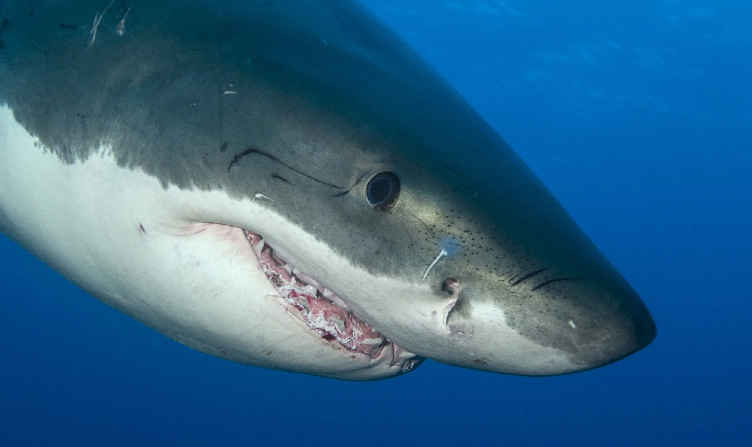 Great White Shark Research – California, USA