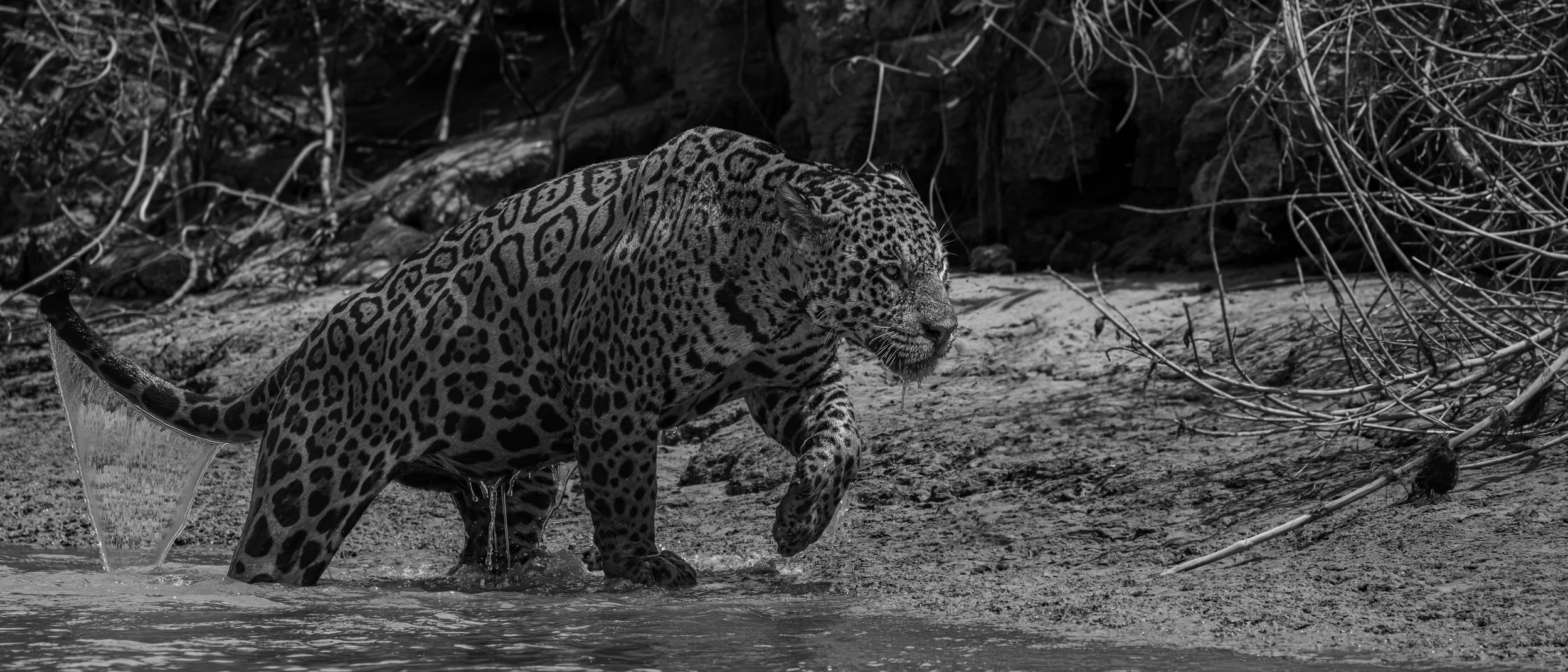 Mayan Jungle Río Azul Biodiversity Project – Guatemala